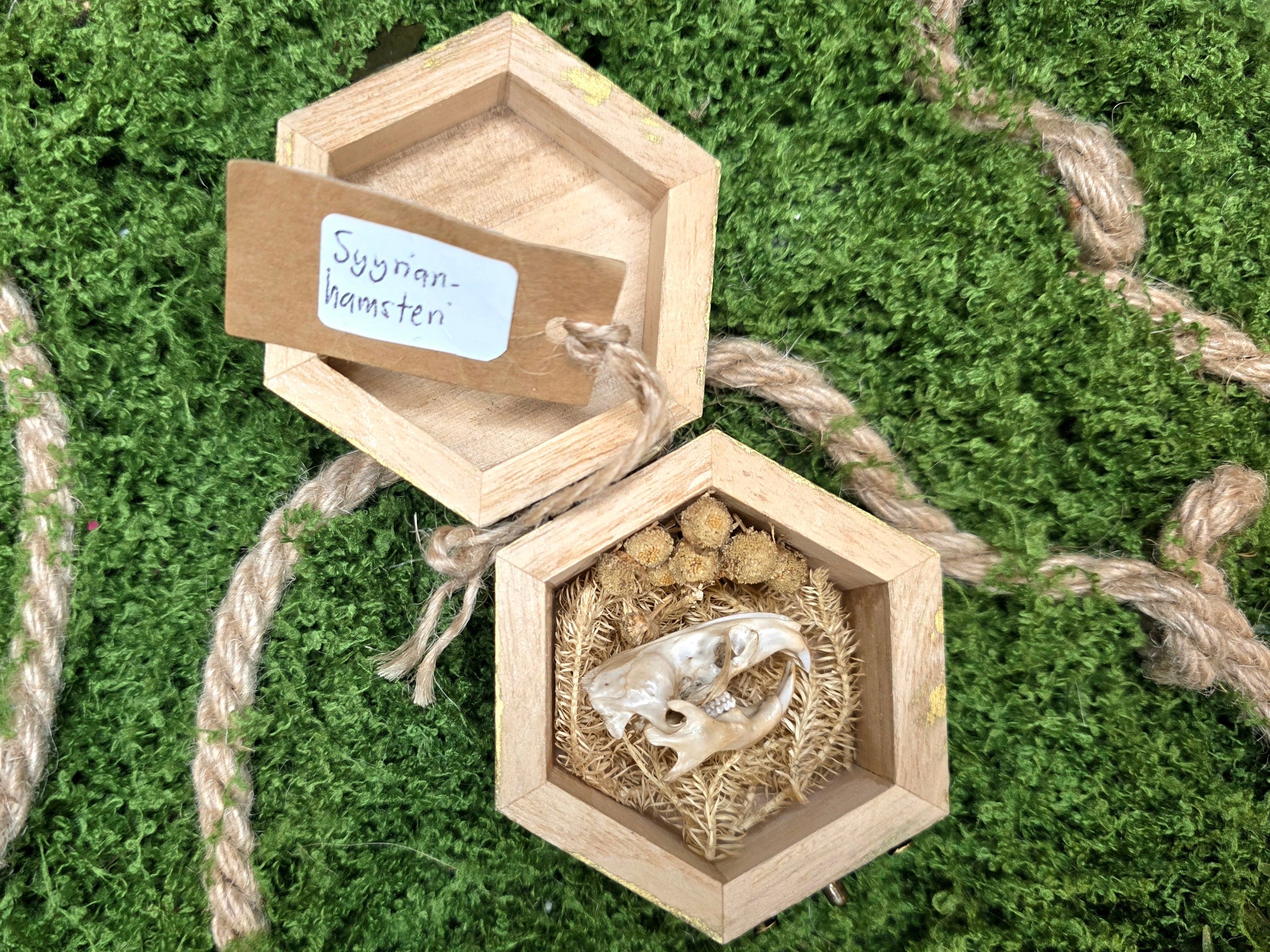 Syyrian hamsterin kallot