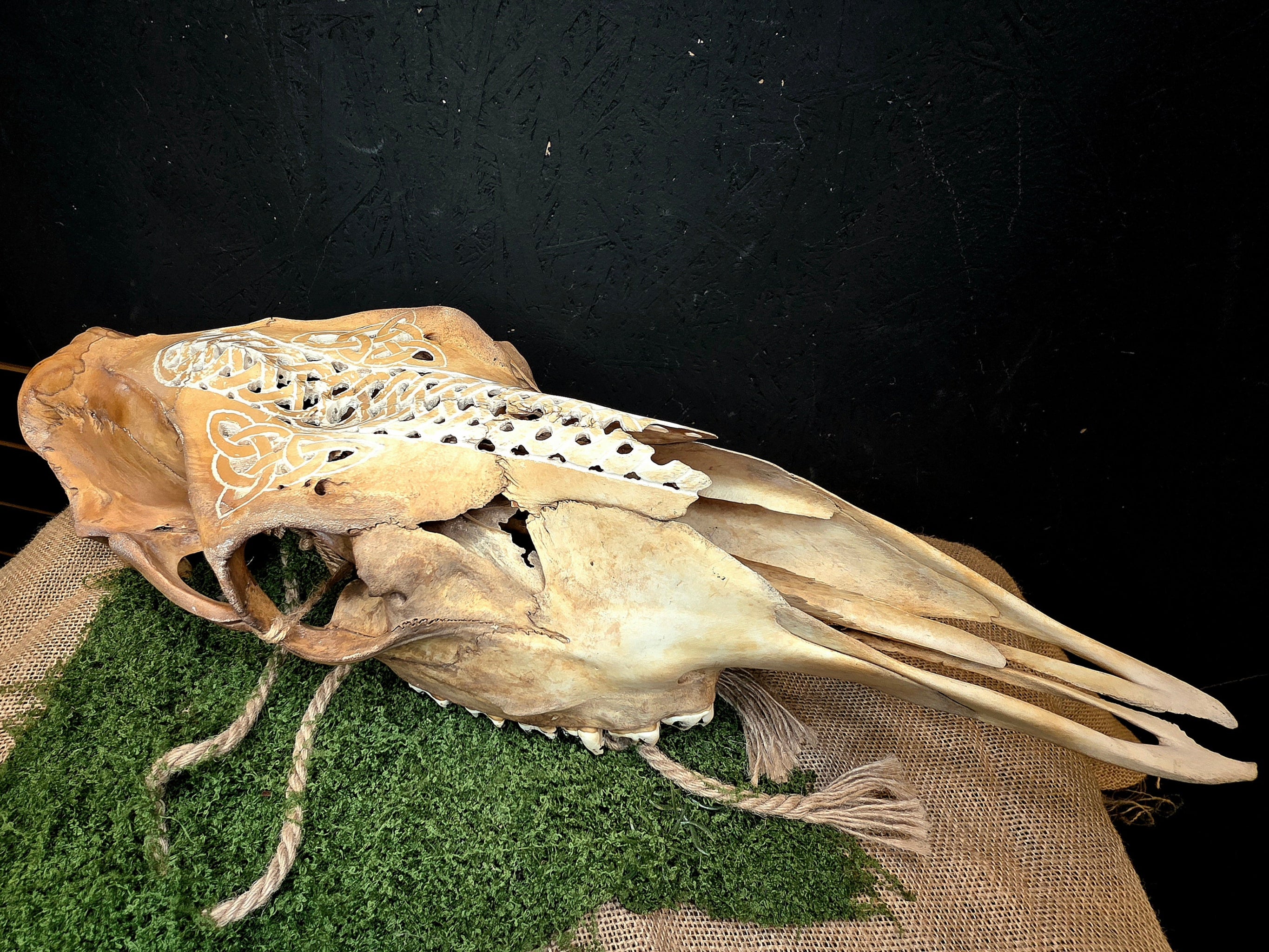 Kaiverrettu hirven kallo