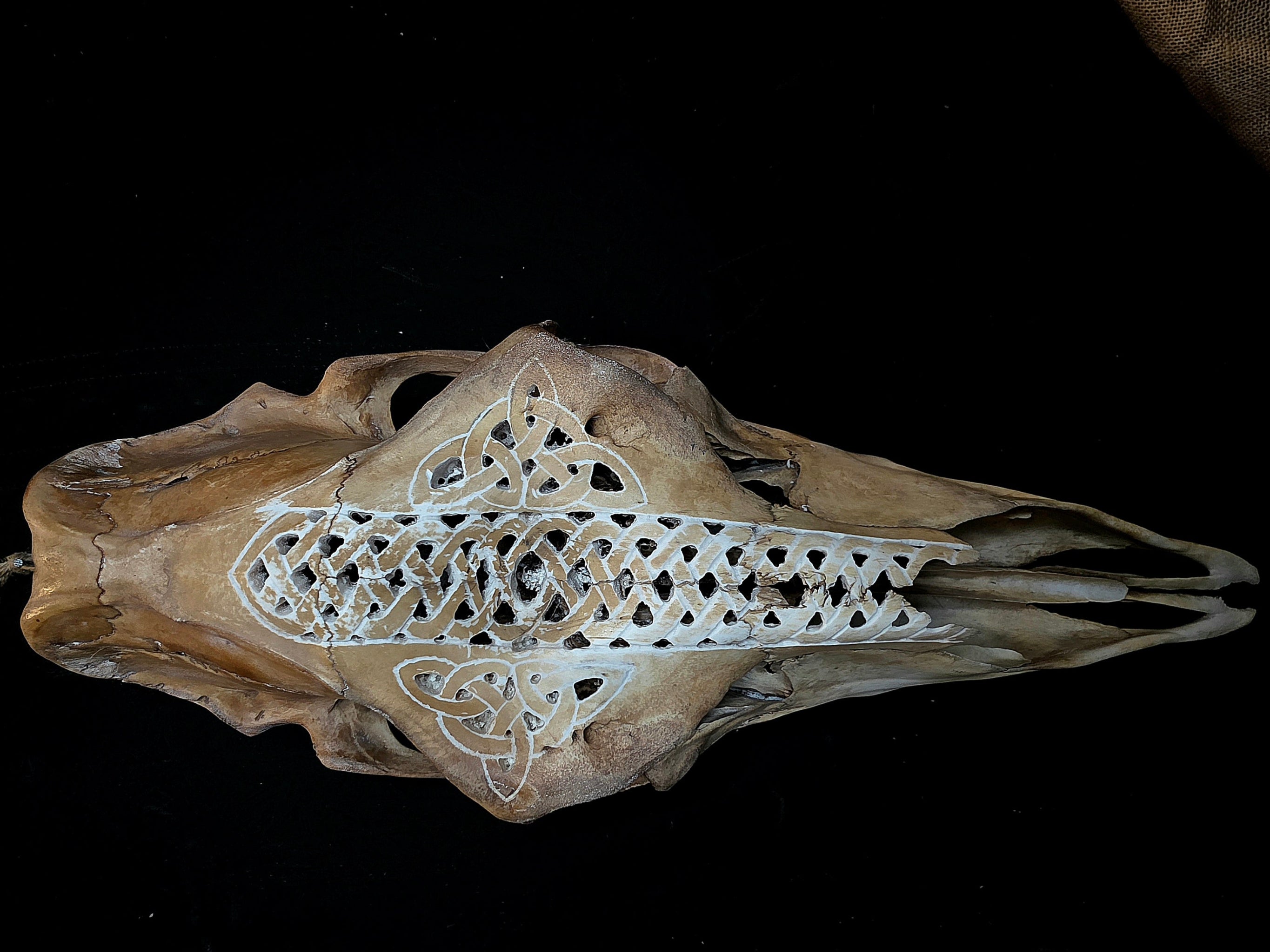 Kaiverrettu hirven kallo