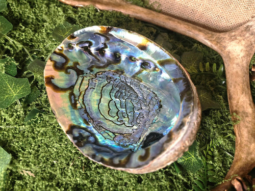 Abalone Shell, Different Options