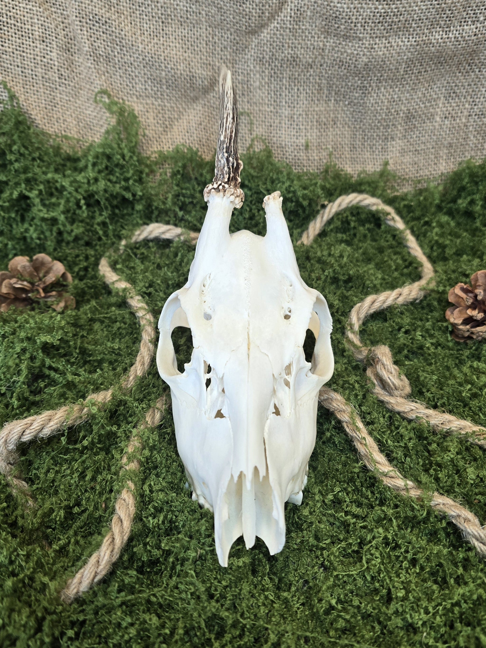 Aito kauriinkallo kuvattuna edestä, puhdistettu huolellisesti ja valkaistu, koristeeksi, alttarille, sisustukseen.