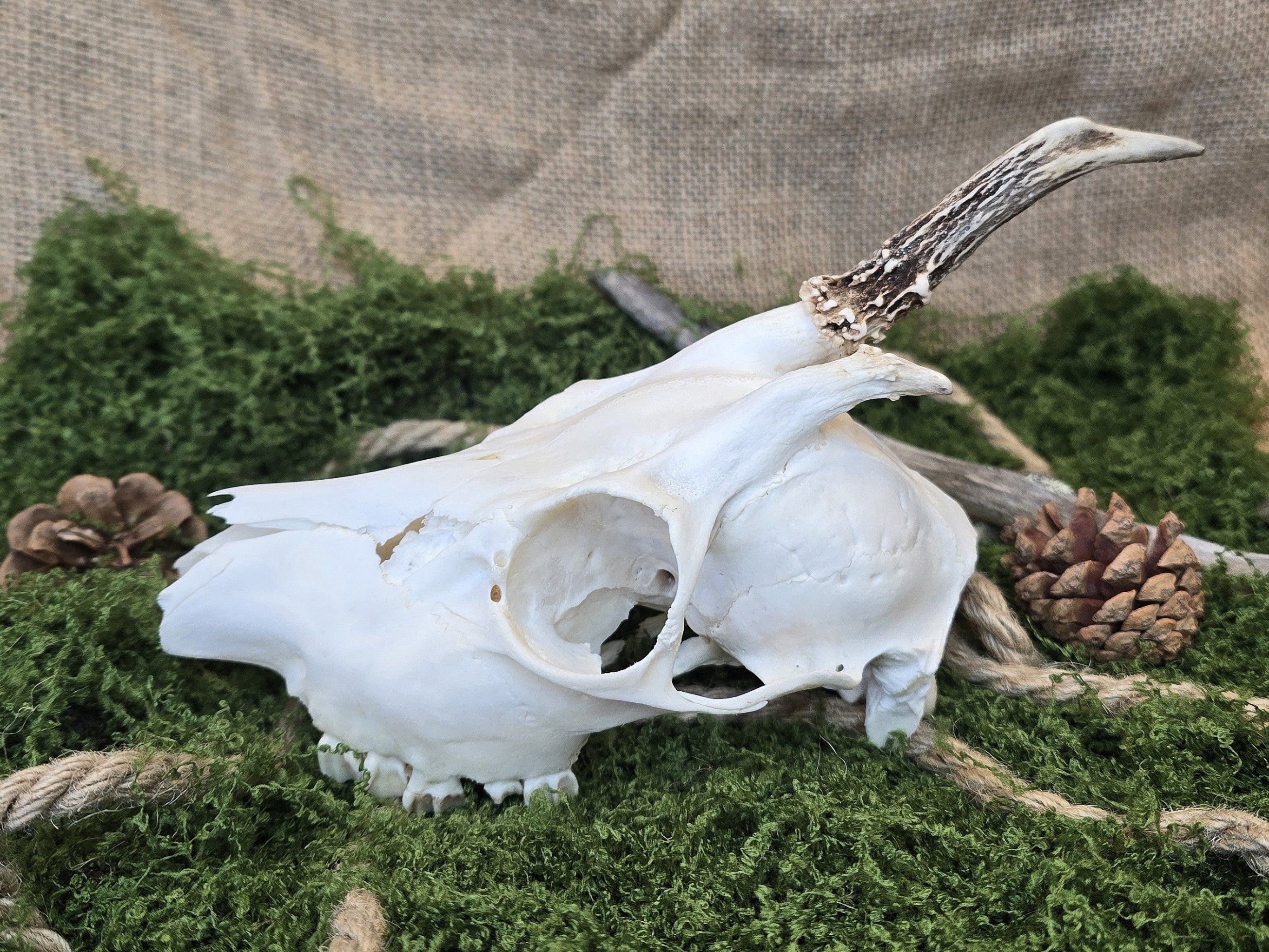 Aito kauriinkallo kuvattuna sivulta, puhdistettu huolellisesti ja valkaistu, koristeeksi, alttarille, sisustukseen.