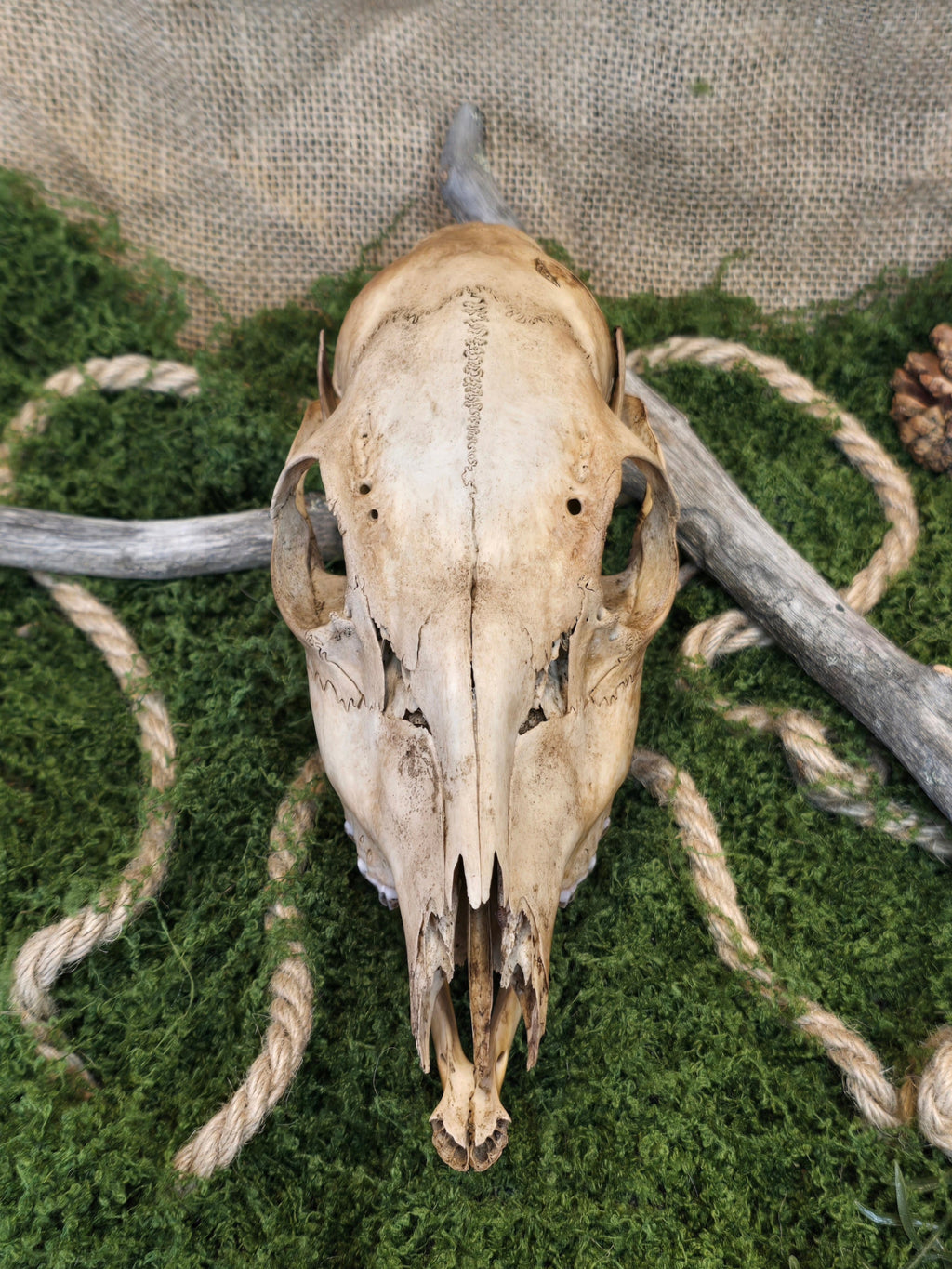 Aito naaraspuolisen kauriin kallo, teevärjätty ja huolellisesti käsitelty kuvattuna edestä.