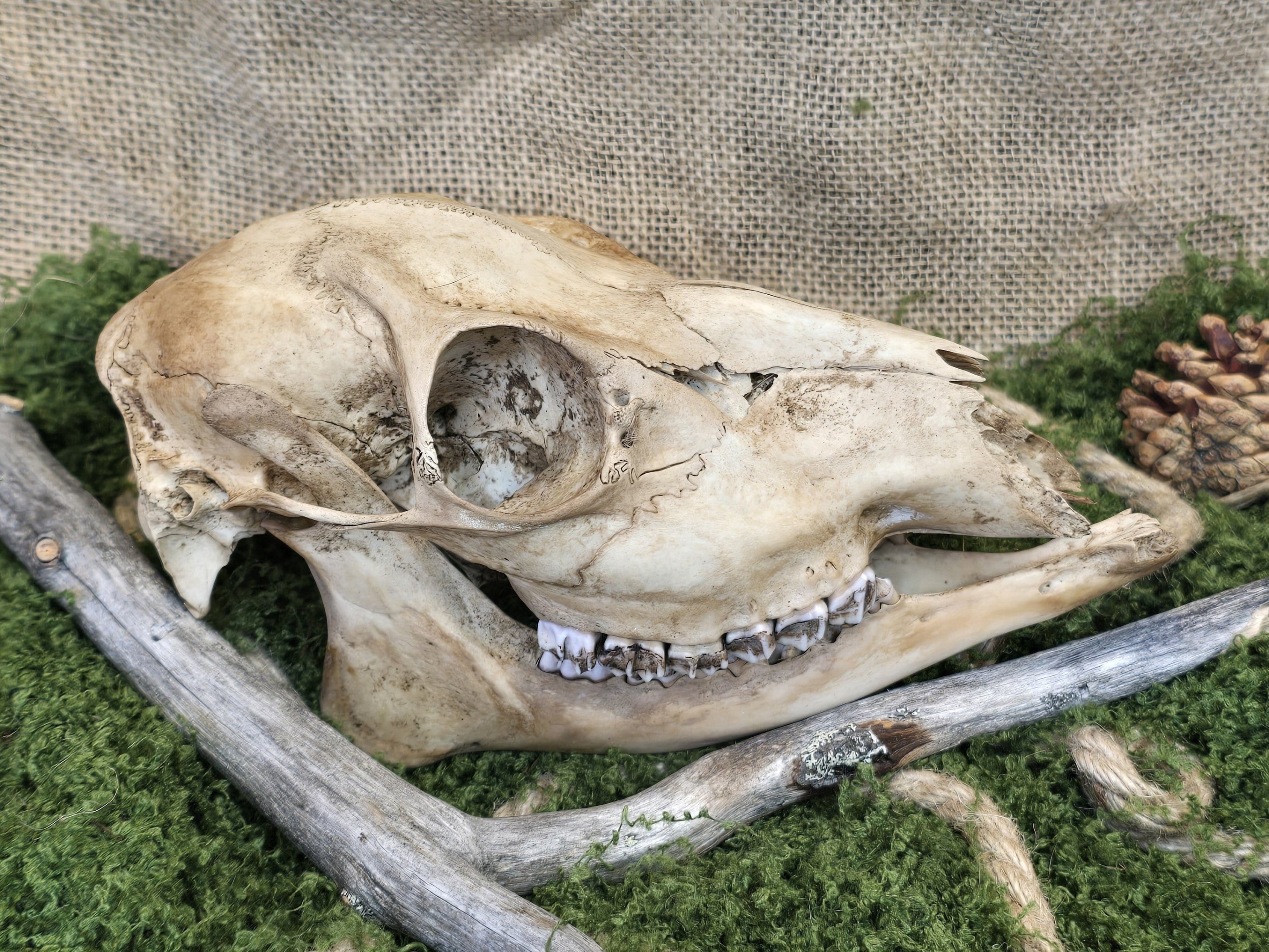 Aito naaraspuolisen kauriin kallo, teevärjätty ja huolellisesti käsitelty.