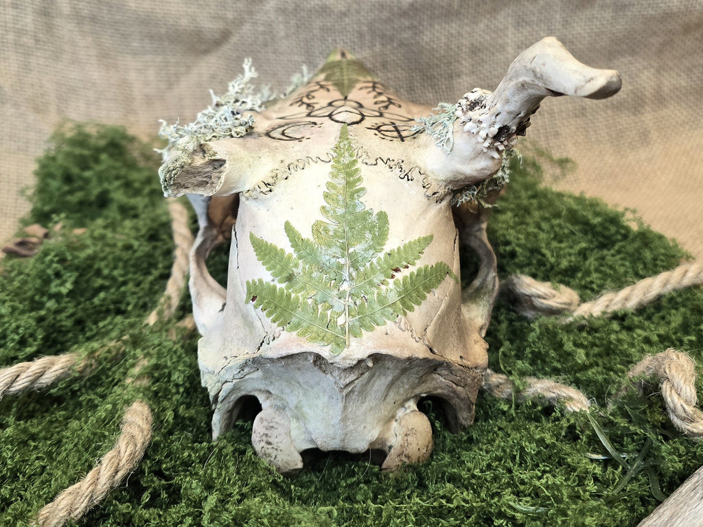 Kauriin käsitelty kallo, jossa on polttokuvioitu noidansolmu, ja koristeena saniaisia, sammalta ja jäkälää kuvattuna takaa.