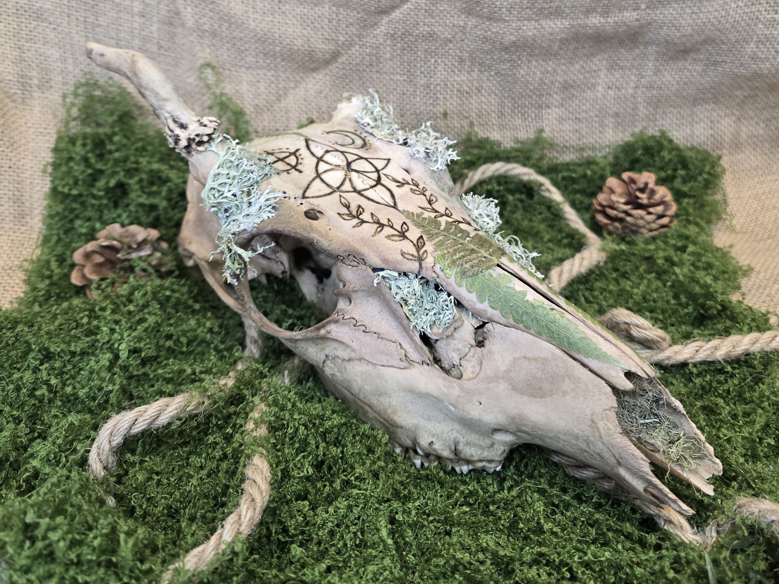 Kauriin käsitelty kallo, jossa on polttokuvioitu noidansolmu, ja koristeena saniaisia, sammalta ja jäkälää. Koristeeksi tarkoitettu.