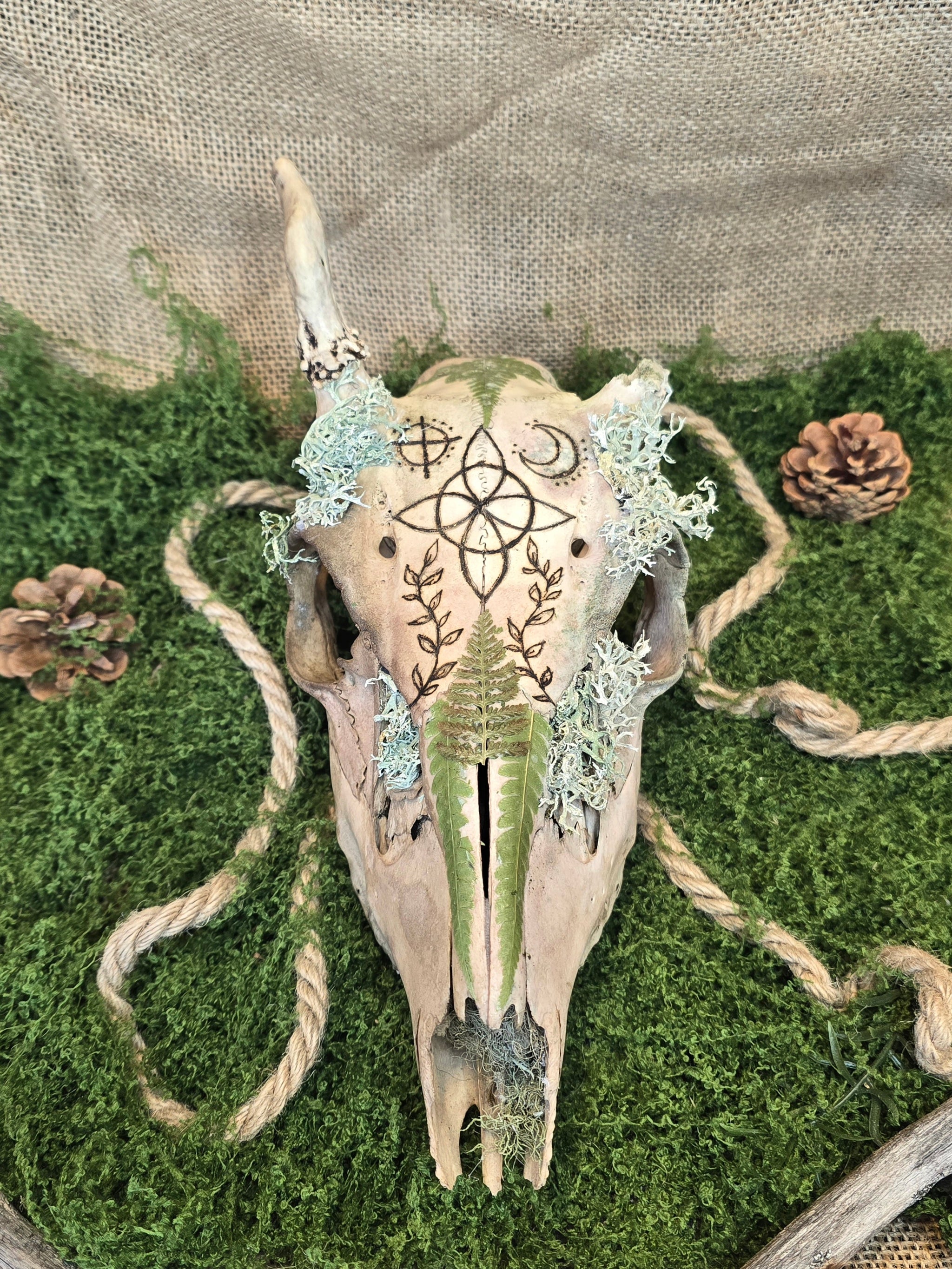 Kauriin käsitelty kallo, jossa on polttokuvioitu noidansolmu, ja koristeena saniaisia, sammalta ja jäkälää kuvattuna edestä.