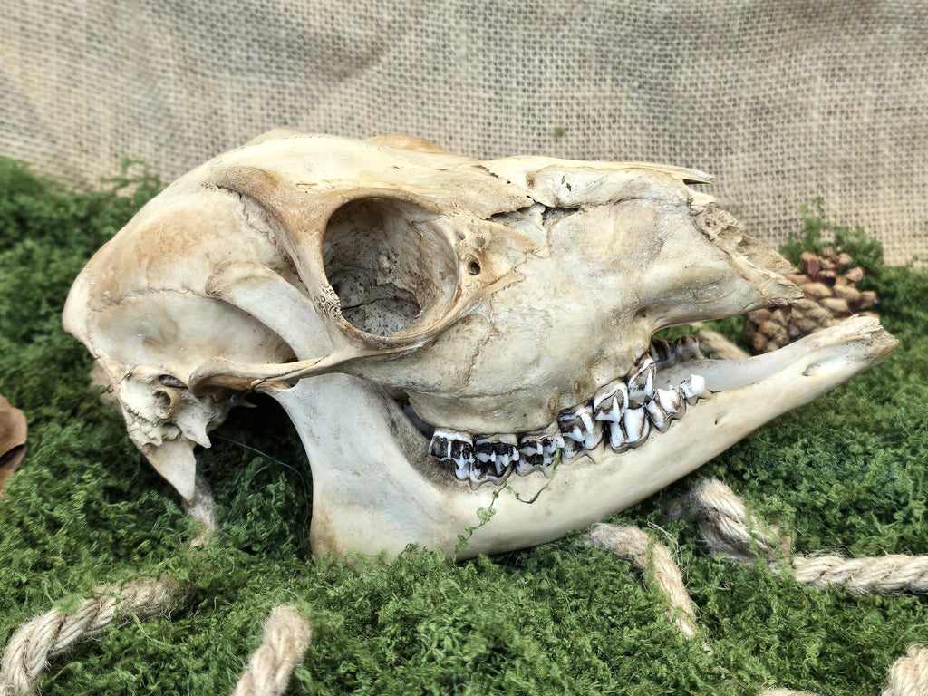 Aito teevärjätty naarapuolisen kauriin kallo.