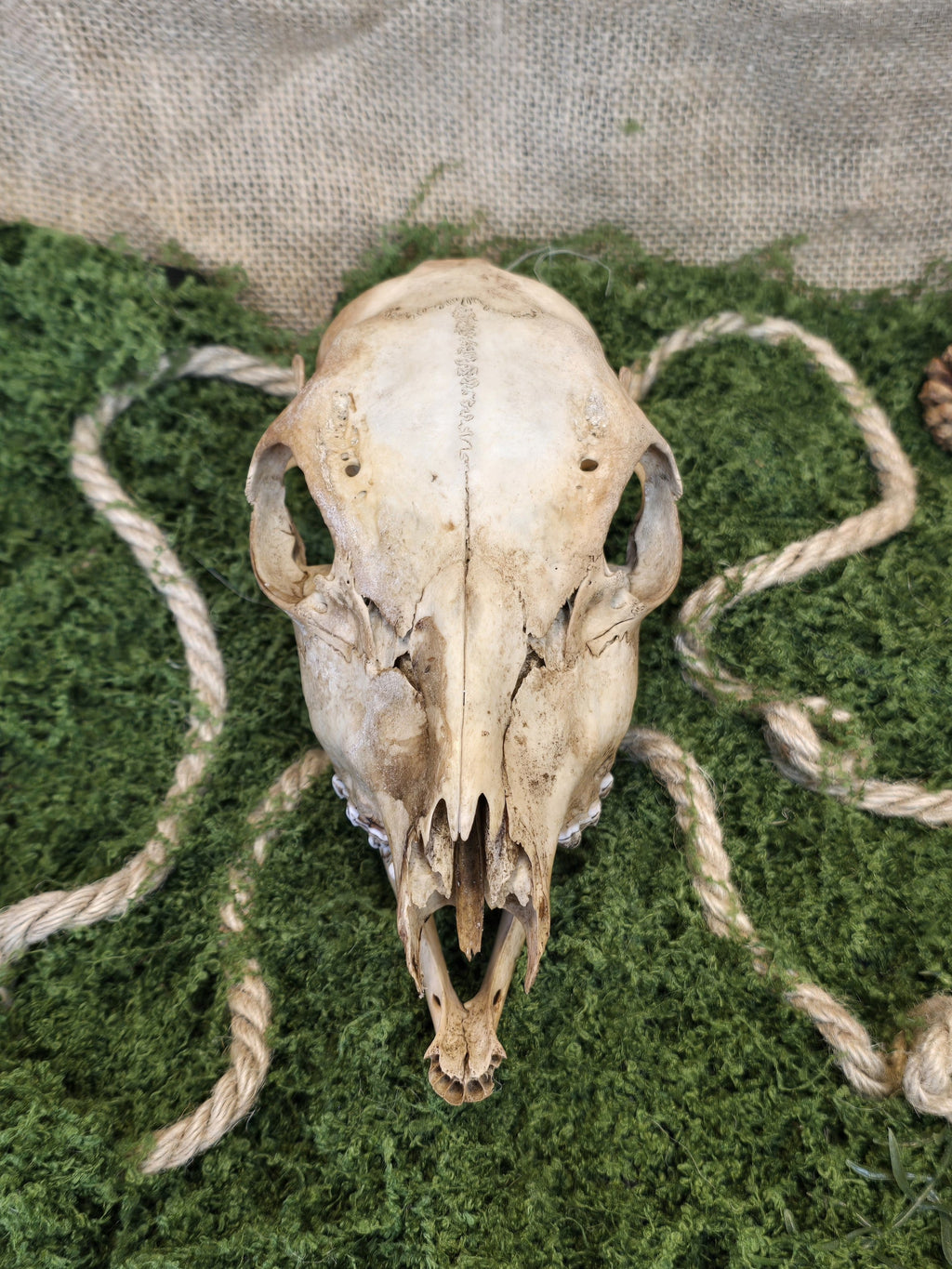 Aito teevärjätty naarapuolisen kauriin kallo kuvattuna edestä.