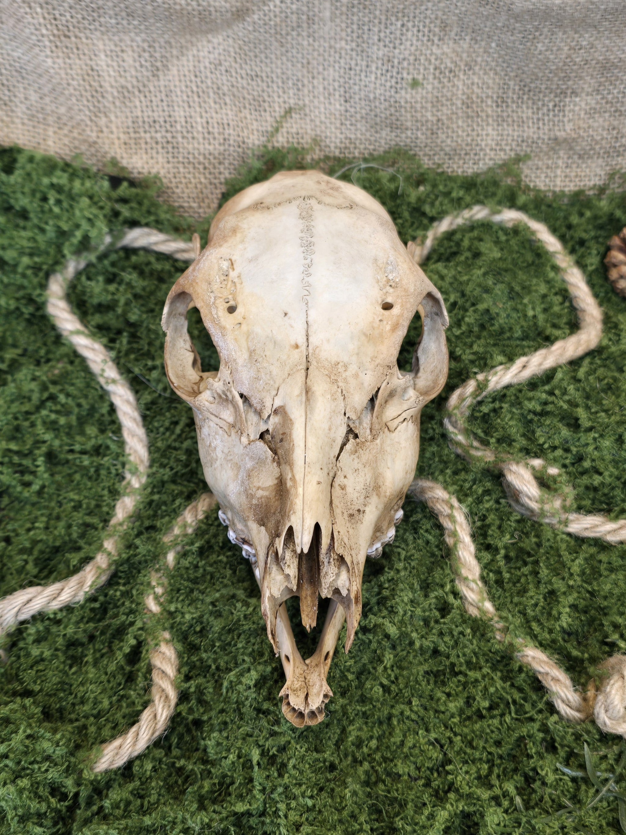 Aito teevärjätty naarapuolisen kauriin kallo kuvattuna edestä.