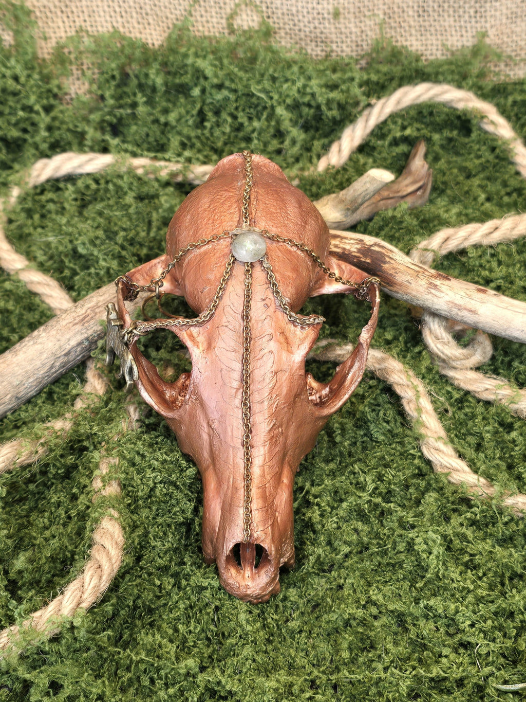 Koristeellinen aito ketun kallo,kuparimaalilla ja riipuksilla koristeltu.Kuvattuna edestä