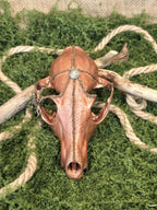 Koristeellinen aito ketun kallo,kuparimaalilla ja riipuksilla koristeltu.Kuvattuna edestä