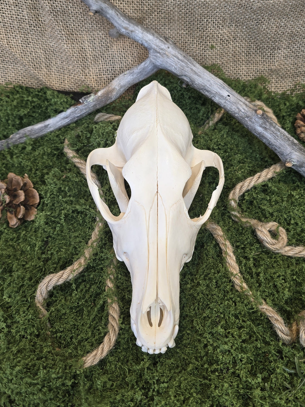 Aito kojootinkallo, huolellisesti puhdistettu ja käsitelty. Koristeeksi, alttarille tai kotiin.kuvattuna edestä. Alkuperä Montana