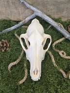 Aito kojootinkallo, huolellisesti puhdistettu ja käsitelty. Koristeeksi, alttarille tai kotiin.kuvattuna edestä. Alkuperä Montana