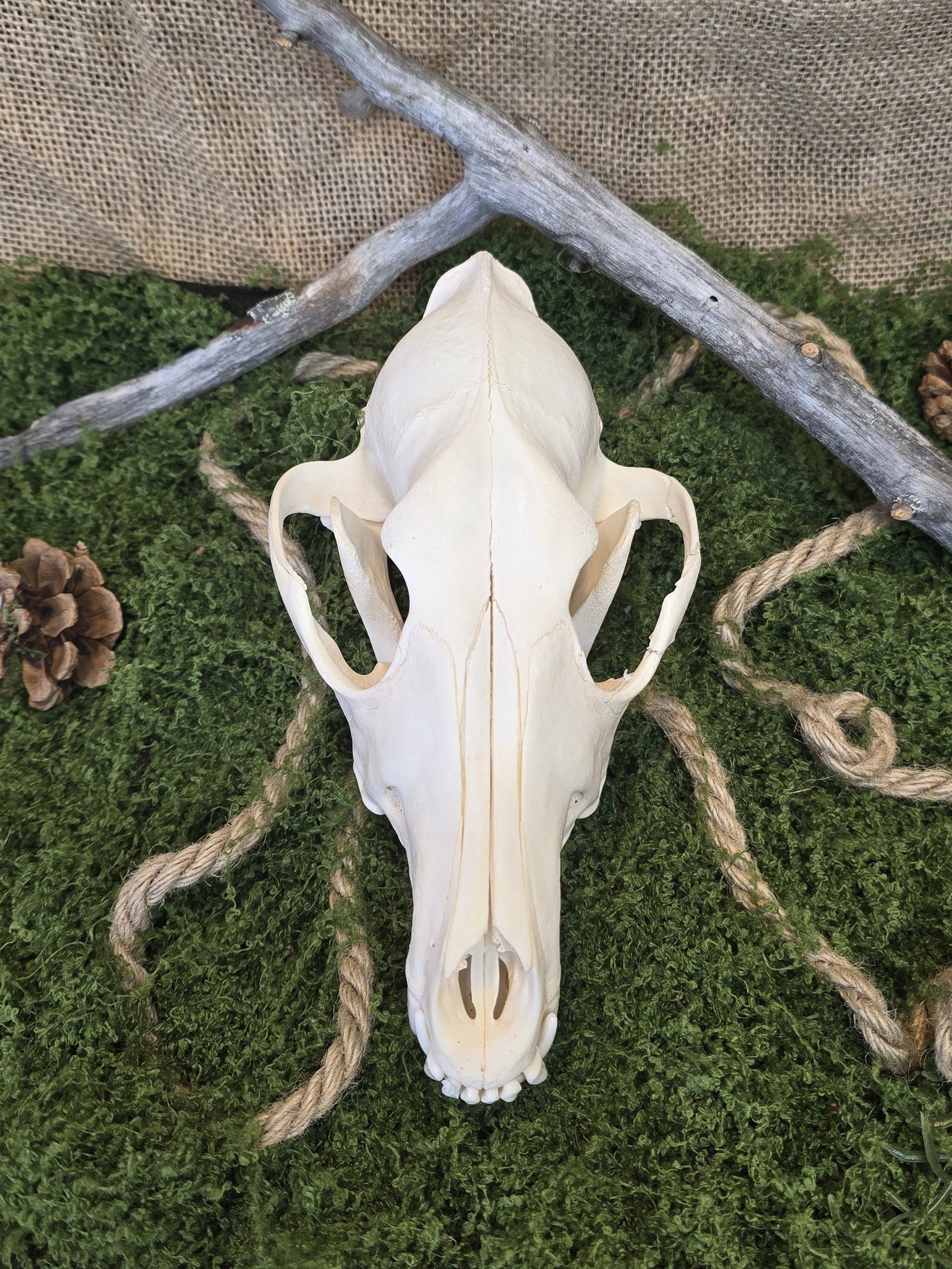 Aito kojootinkallo, huolellisesti puhdistettu ja käsitelty. Koristeeksi, alttarille tai kotiin.kuvattuna edestä. Alkuperä Montana