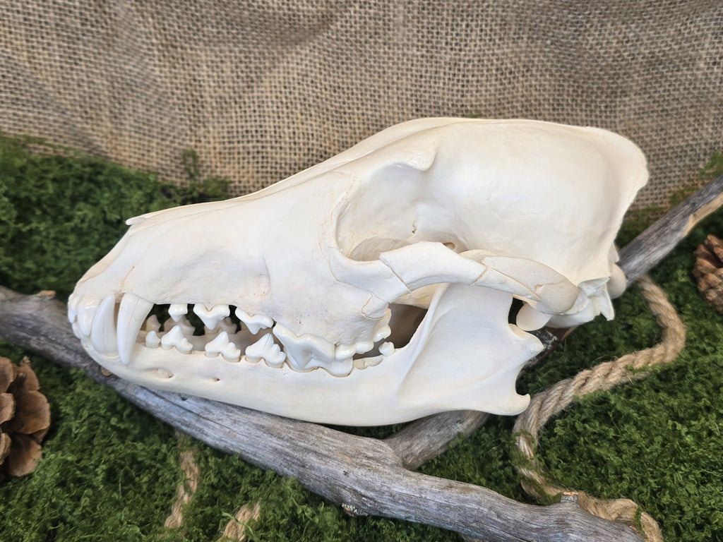 Aito kojootinkallo, huolellisesti puhdistettu ja käsitelty. Koristeeksi, alttarille tai kotiin.Kuva sivusta.