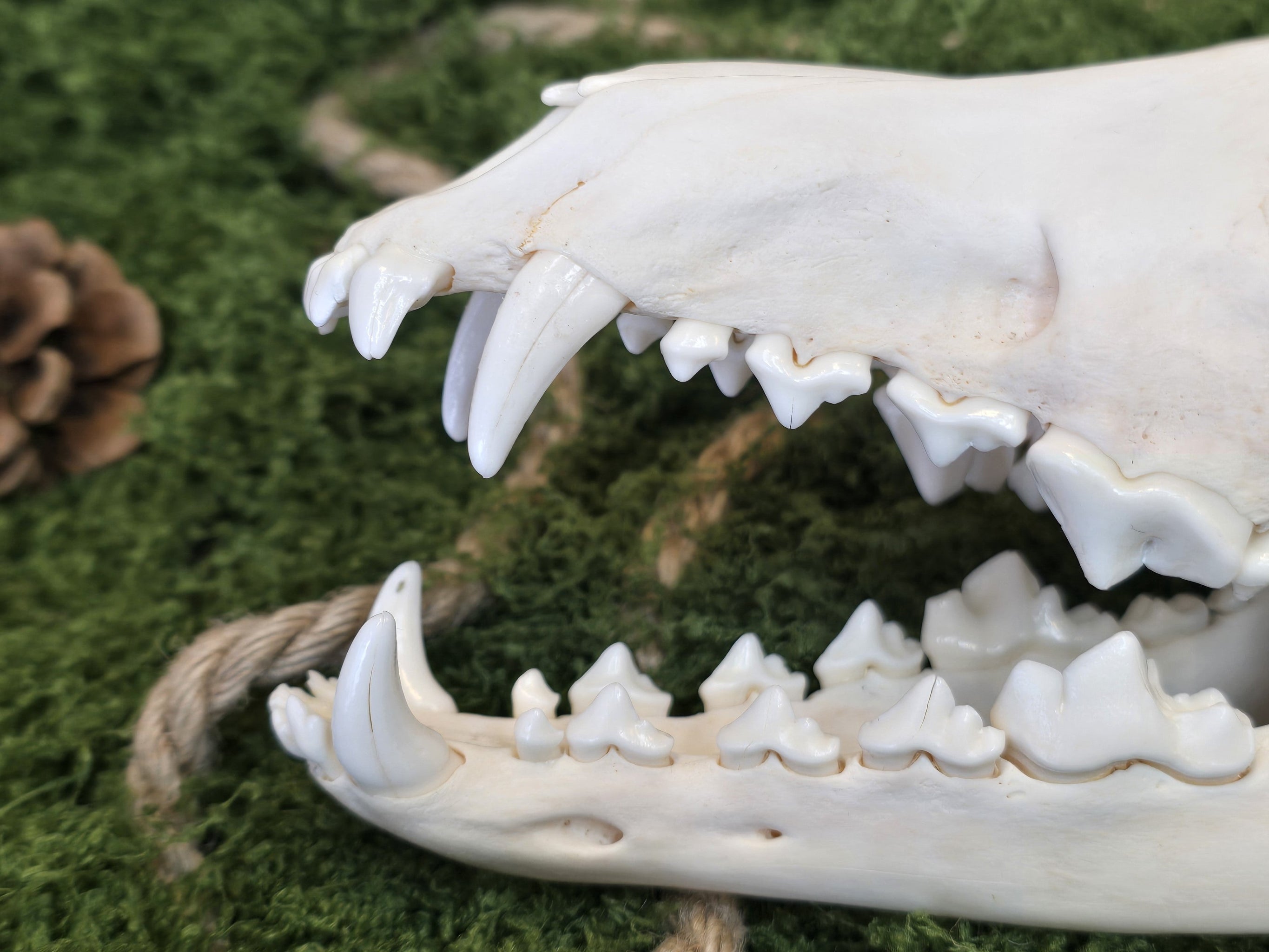 Aito kojootinkallo, huolellisesti puhdistettu ja käsitelty. Koristeeksi, alttarille tai kotiin. Lähikuva hampaista. Alkuperä Montana