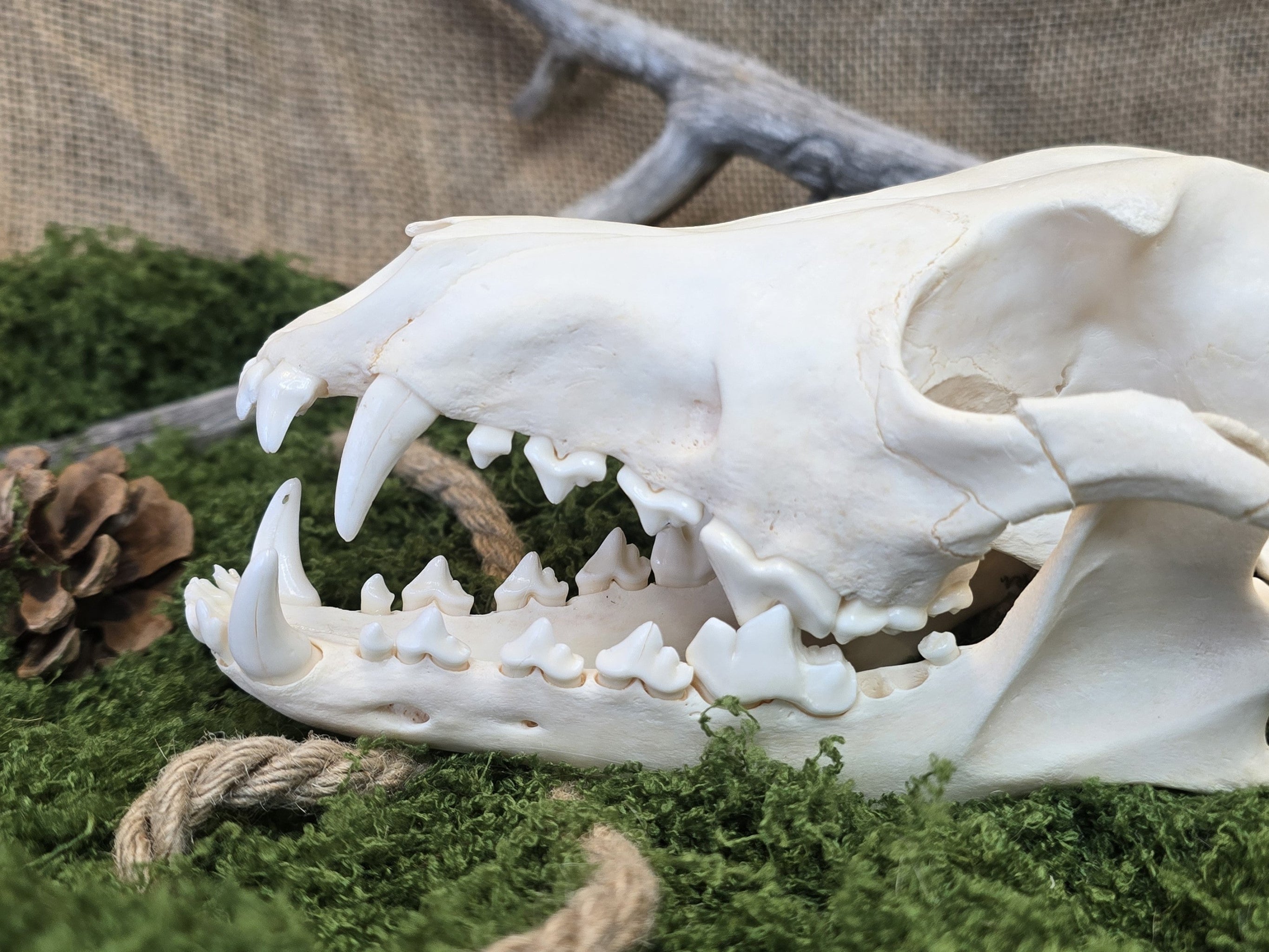 Aito kojootinkallo, huolellisesti puhdistettu ja käsitelty. Koristeeksi, alttarille tai kotiin. Lähikuva. Alkuperä Montana