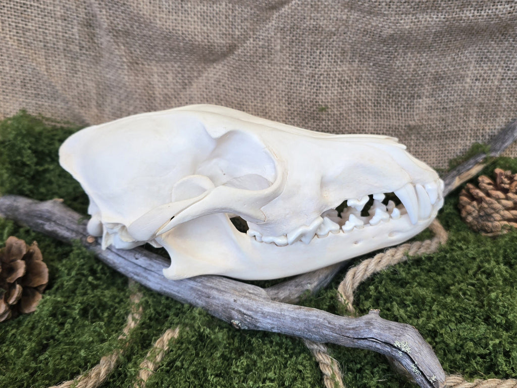 Aito kojootinkallo, huolellisesti puhdistettu ja käsitelty. Koristeeksi, alttarille tai kotiin. 