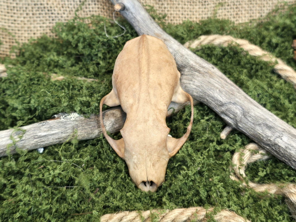 Minkin kahvivärjätty aito kallo koristeeksi. Kuvattuna edestä.