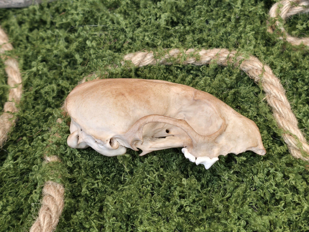 Minkin kahvivärjätty aito kallo koristeeksi. Sivulta kuvattuna.