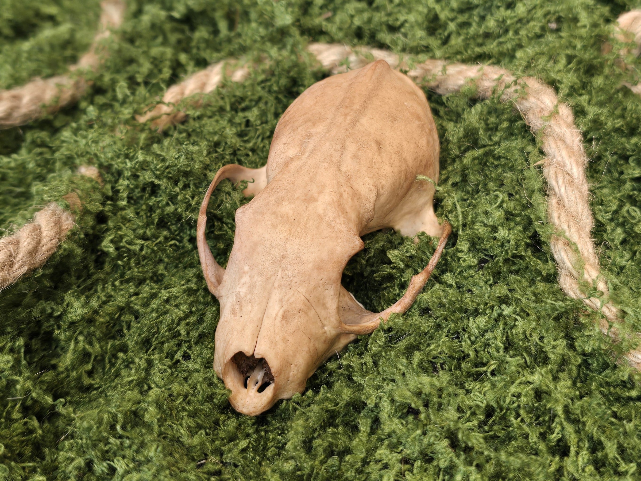 Minkin kahvivärjätty aito kallo koristeeksi. 