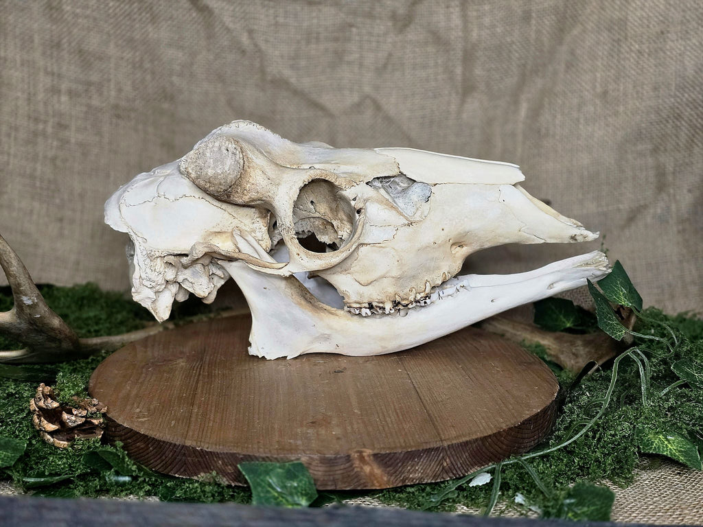 Aito peuran kallo.