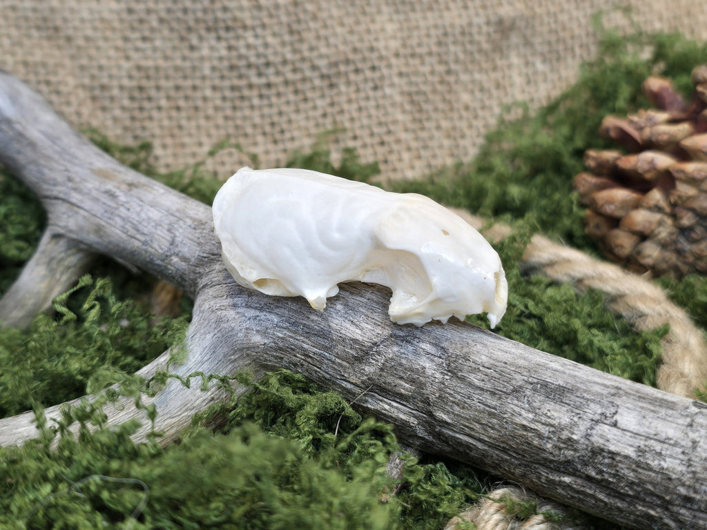 Aito rotankallo, huolellisesti puhdistettu. Koristekäyttöön.