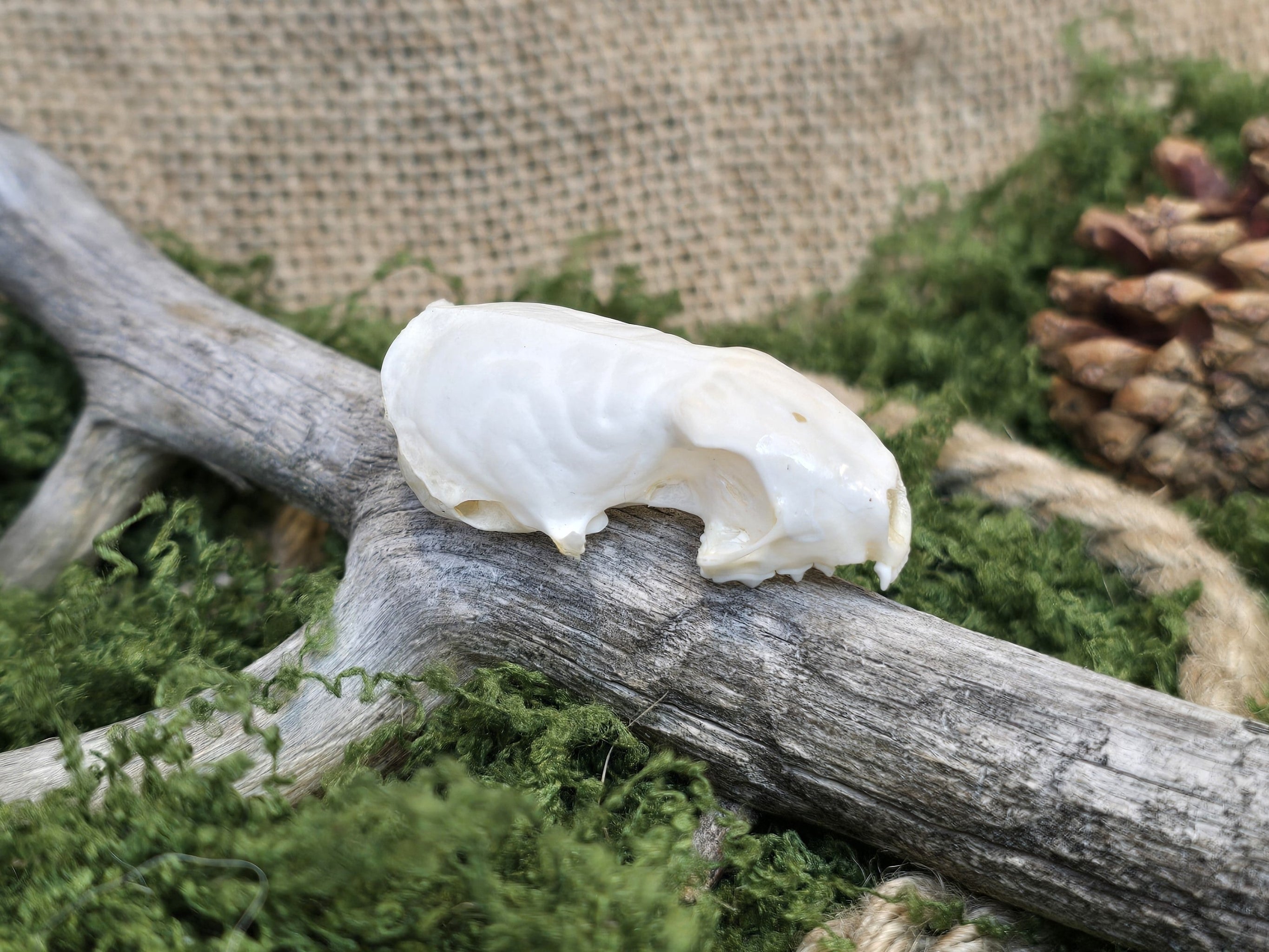 Aito rotankallo, huolellisesti puhdistettu. Koristekäyttöön.