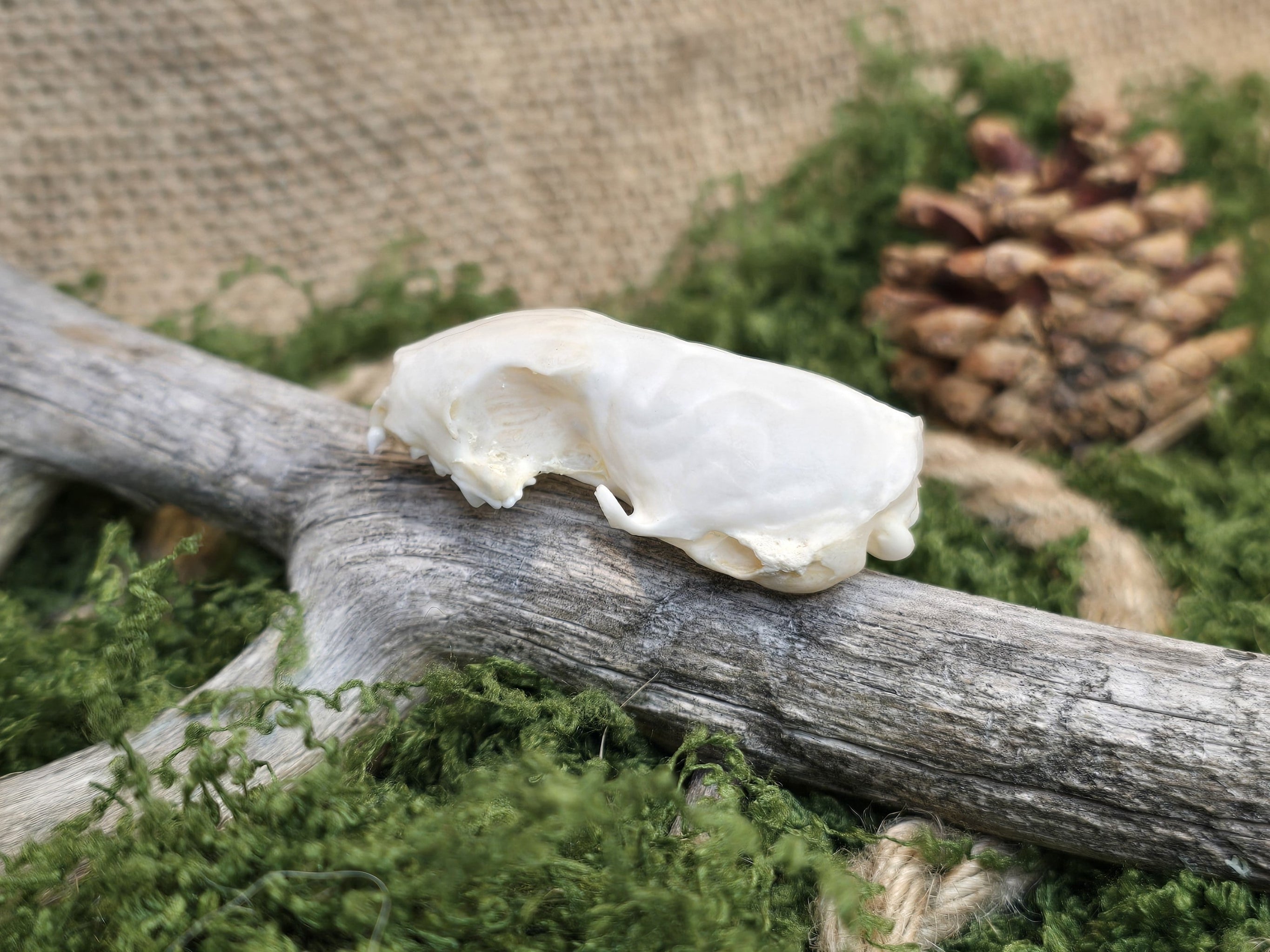 Aito rotankallo, huolellisesti puhdistettu. Koristekäyttöön. Kuvattuna sivusta.