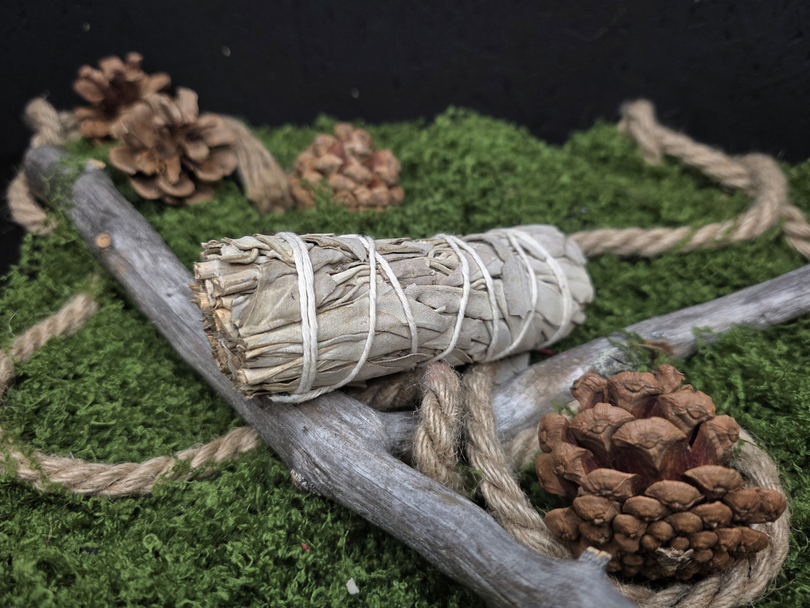 Valkosalvia 10cm suitsukekimppu