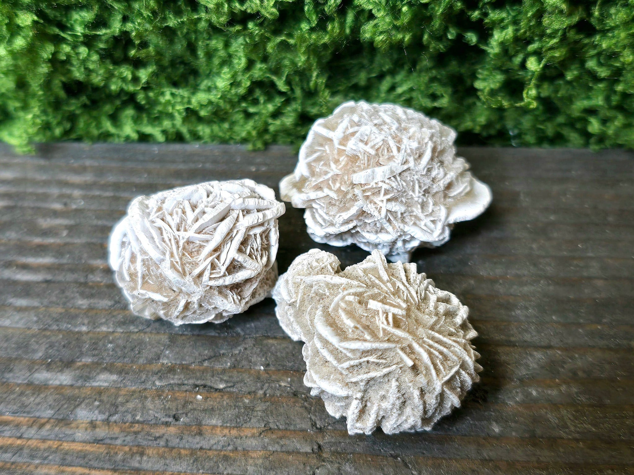 Aavikkoruusu - Inked Mystiqs