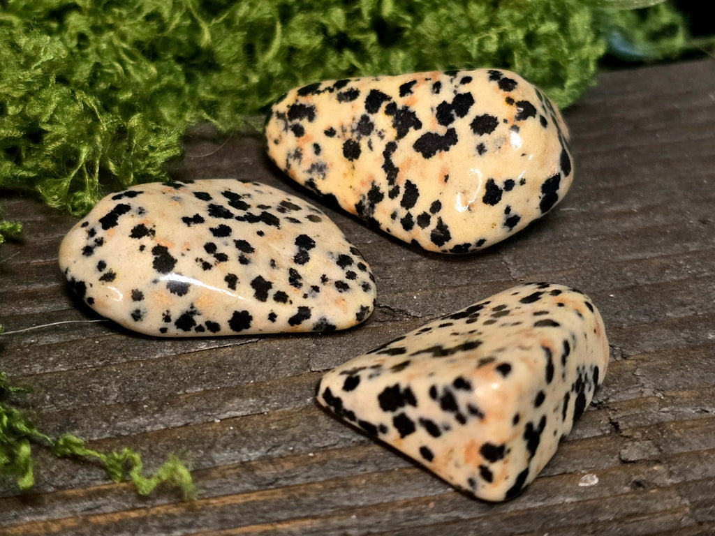 Dalmatian Jaspis - Inked Mystiqs