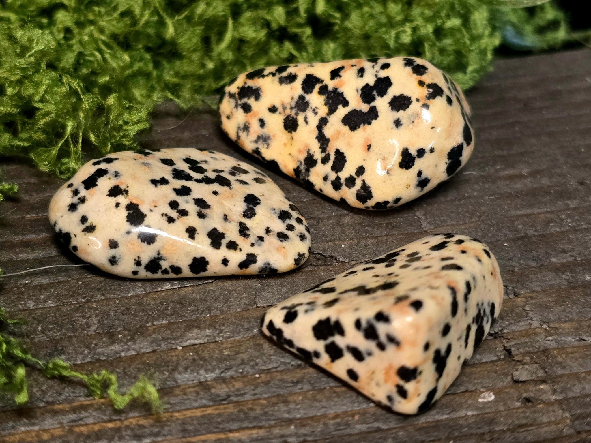 Dalmatian Jaspis - Inked Mystiqs
