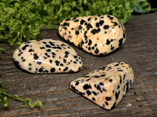 Dalmatian Jaspis - Inked Mystiqs