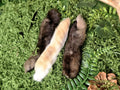 Rabbit's Paw