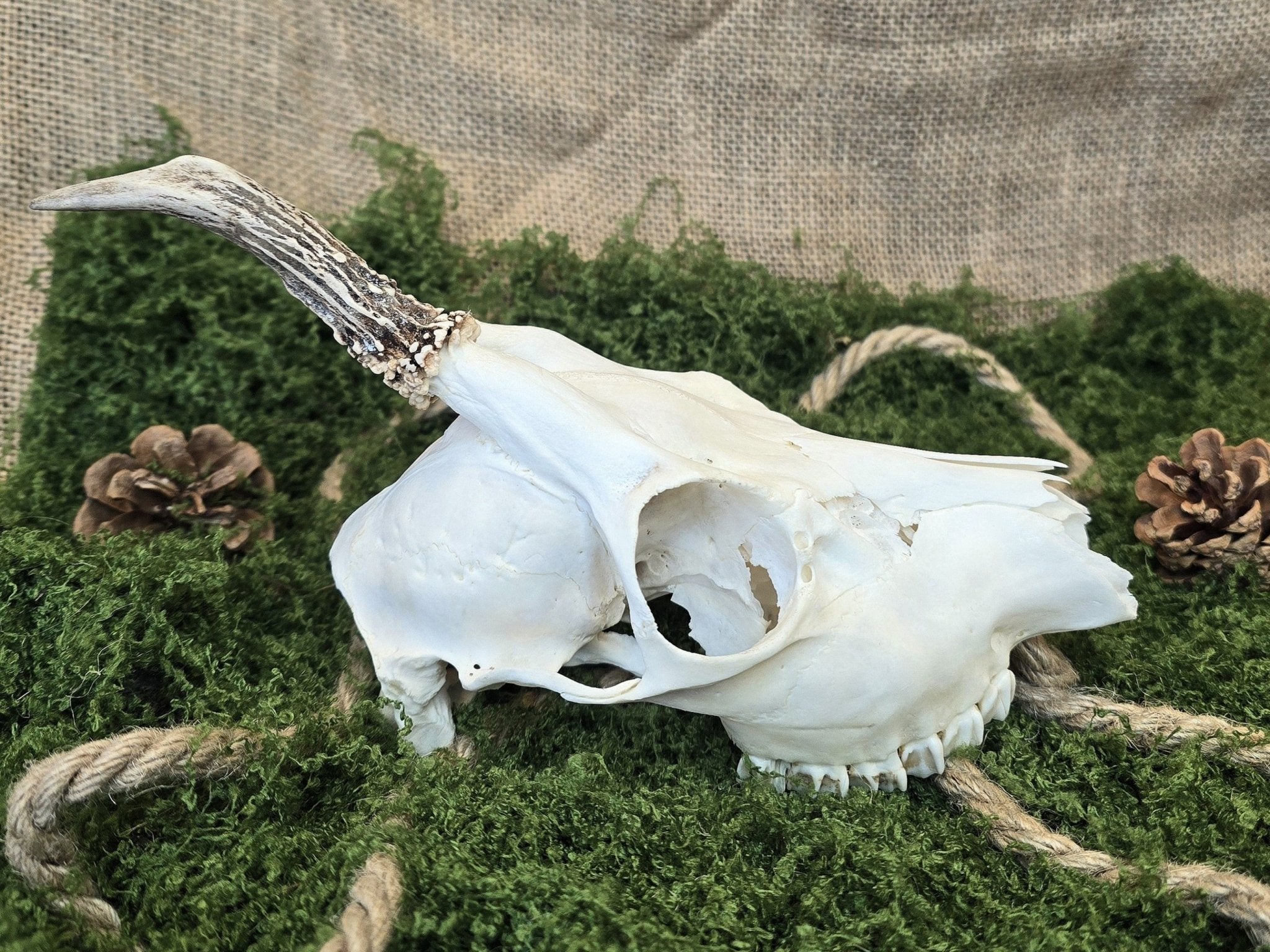 Aito kauriinkallo, puhdistettu huolellisesti ja valkaistu, koristeeksi, alttarille, sisustukseen.