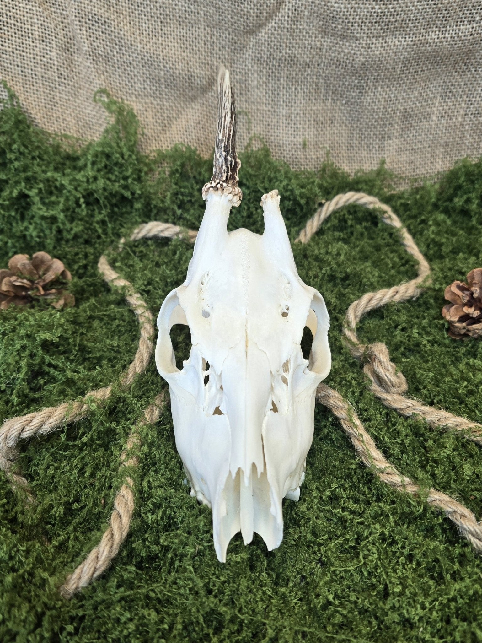 Aito kauriinkallo kuvattuna edestä, puhdistettu huolellisesti ja valkaistu, koristeeksi, alttarille, sisustukseen.