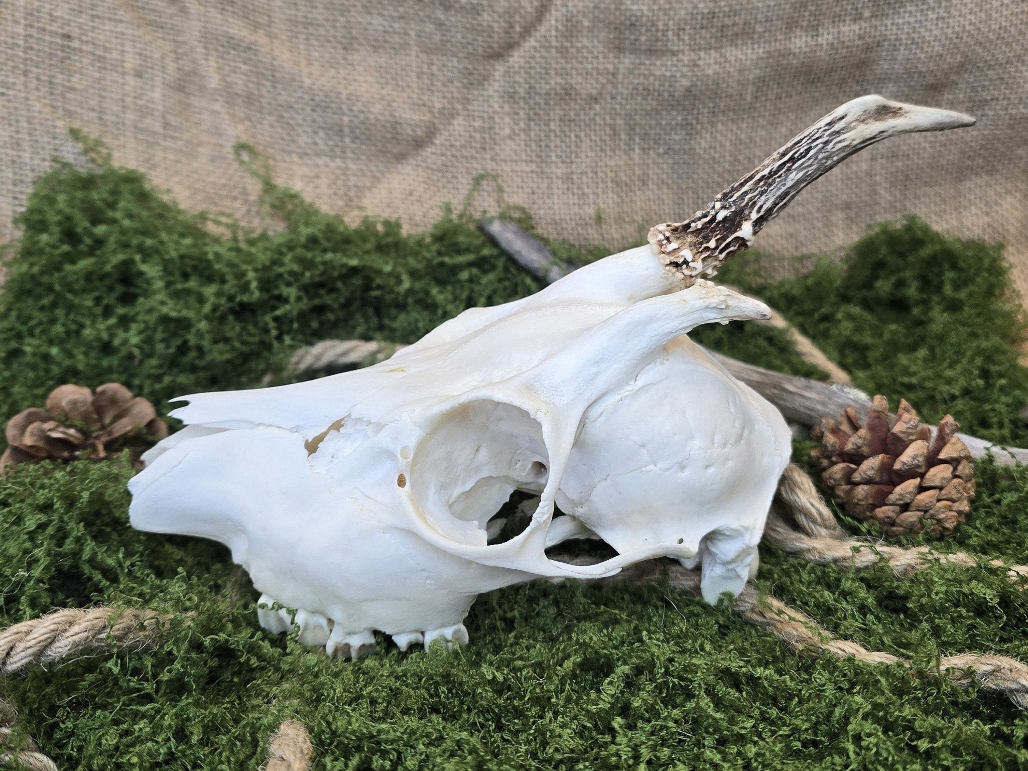 Aito kauriinkallo kuvattuna sivulta, puhdistettu huolellisesti ja valkaistu, koristeeksi, alttarille, sisustukseen.