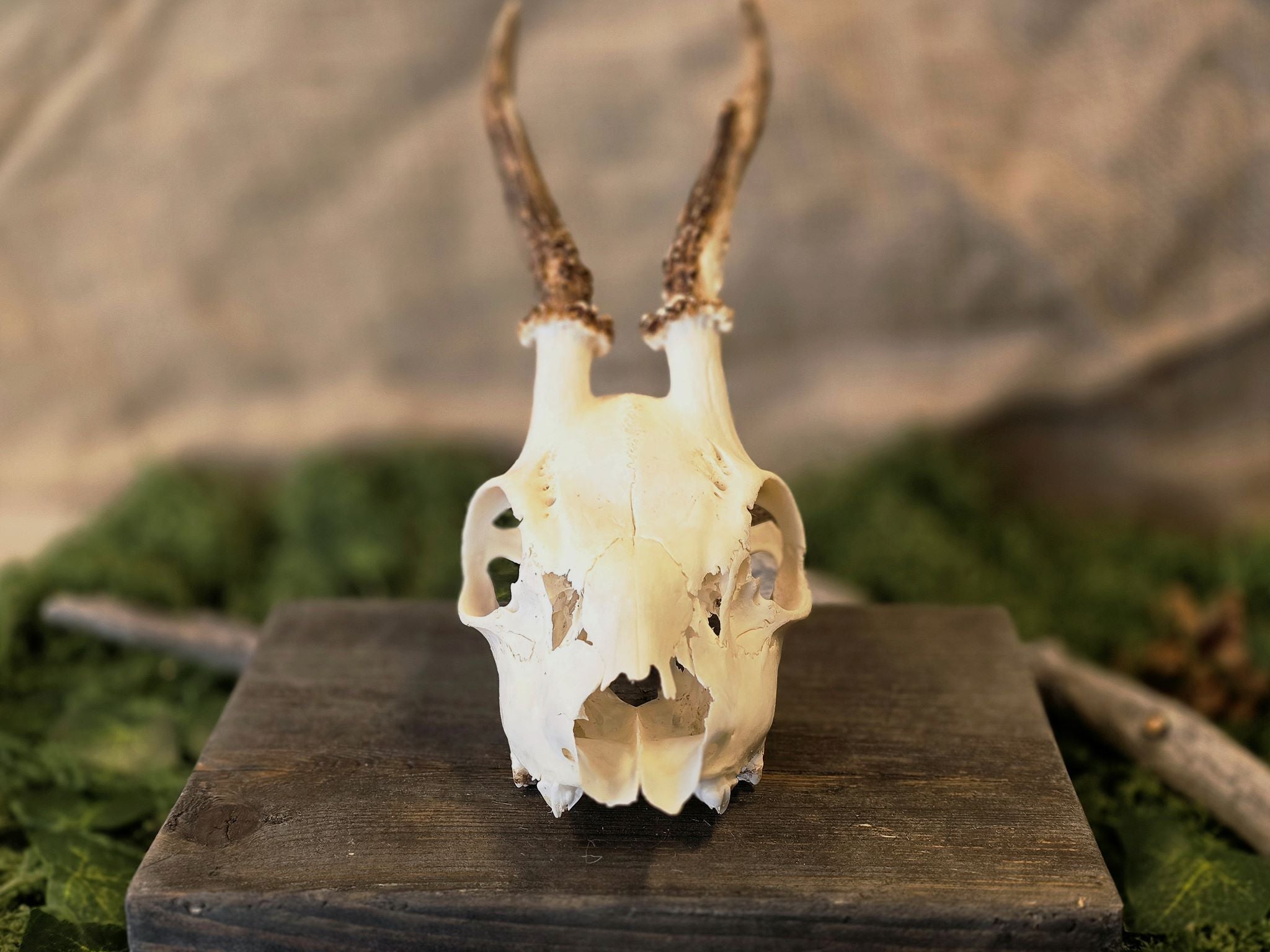 Aito kauriin kallo, huolellisesti käsitelty, puhdistettu ja valkaistu! Tarkoitettu koristekäyttöön, sisustukseen tai alttarikoristeeksi.