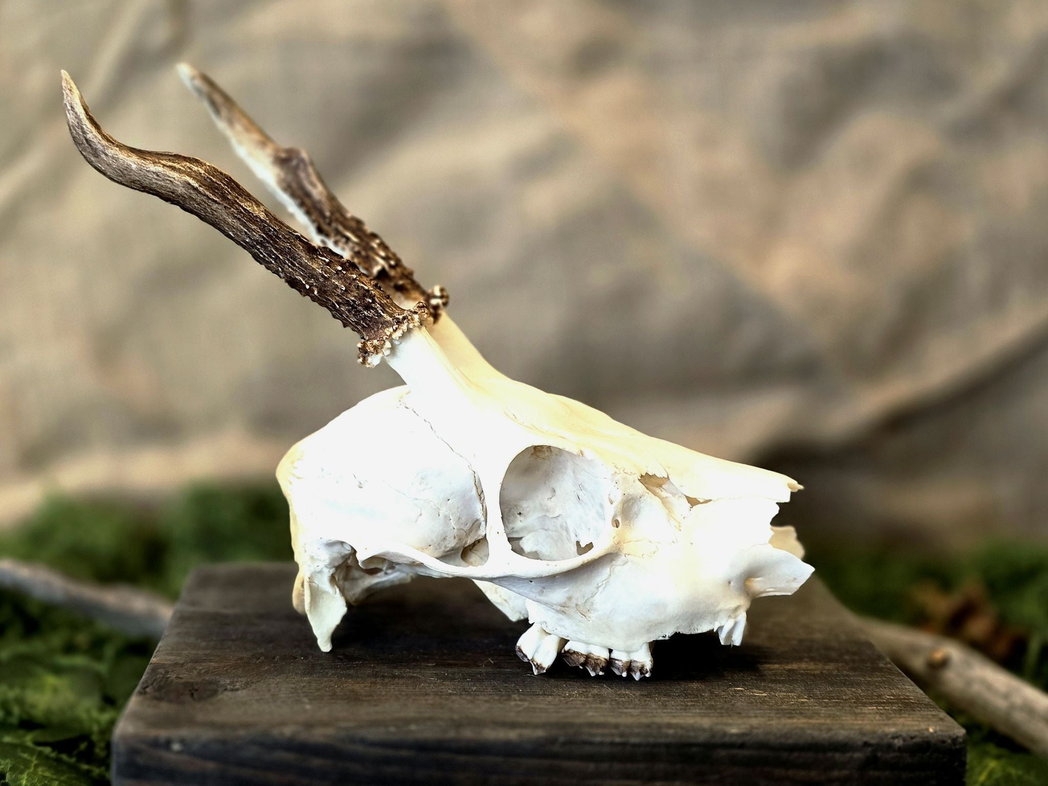 Aito kauriin kallo, huolellisesti käsitelty, puhdistettu ja valkaistu! Tarkoitettu koristekäyttöön, sisustukseen tai alttarikoristeeksi.