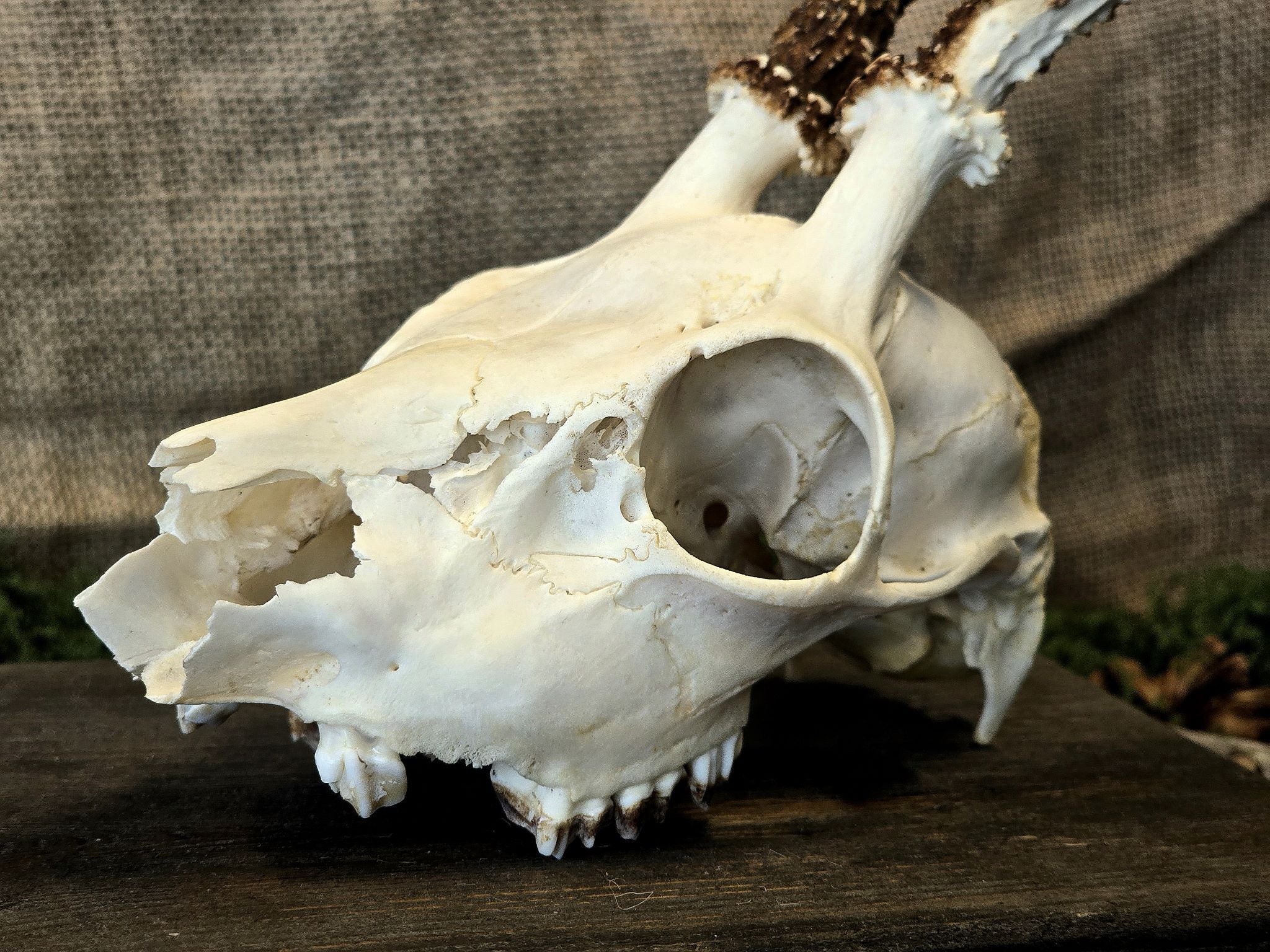 Aito kauriin kallo, huolellisesti käsitelty, puhdistettu ja valkaistu! Tarkoitettu koristekäyttöön, sisustukseen tai alttarikoristeeksi.