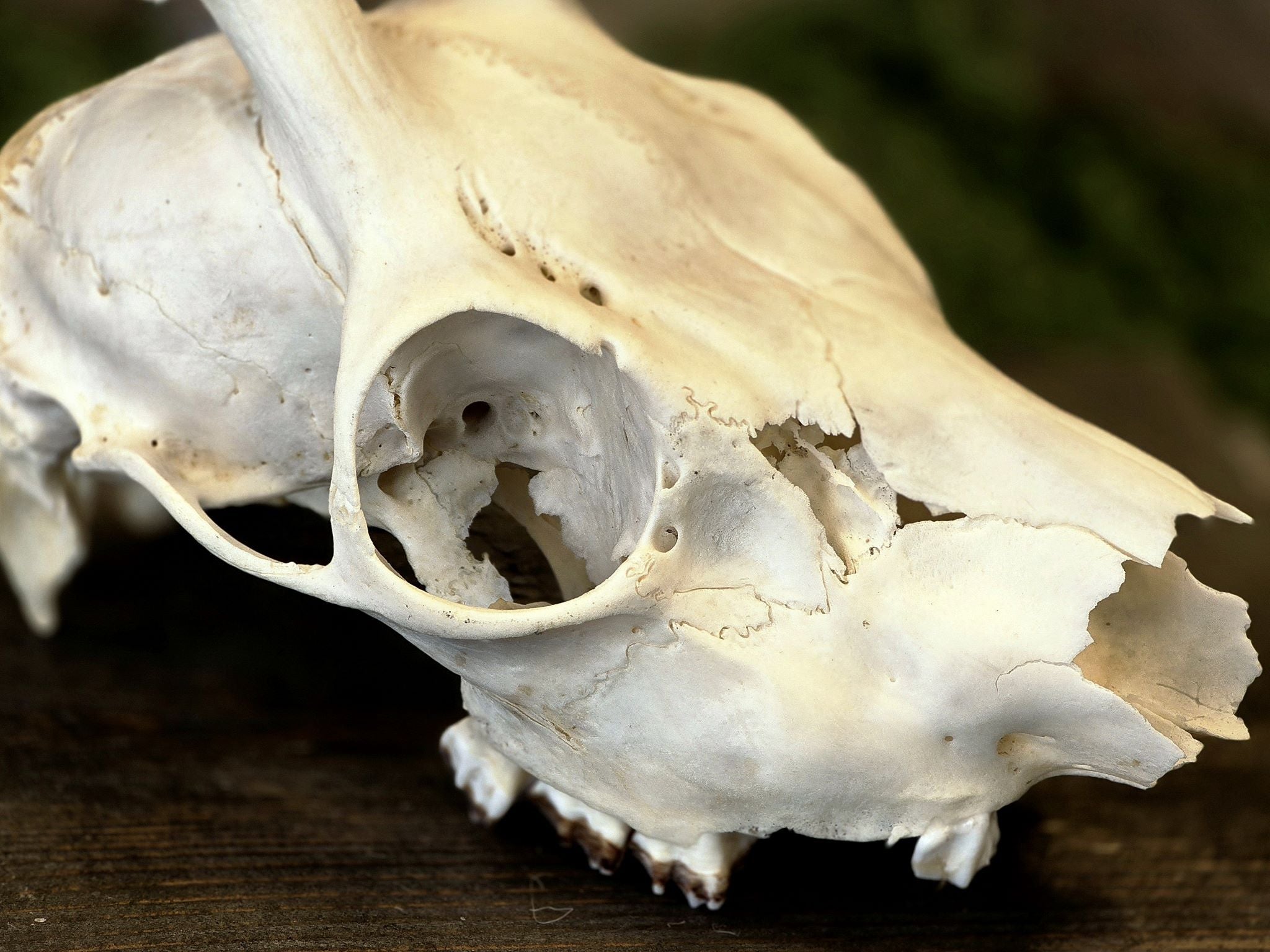 Aito kauriin kallo, huolellisesti käsitelty, puhdistettu ja valkaistu! Tarkoitettu koristekäyttöön, sisustukseen tai alttarikoristeeksi.