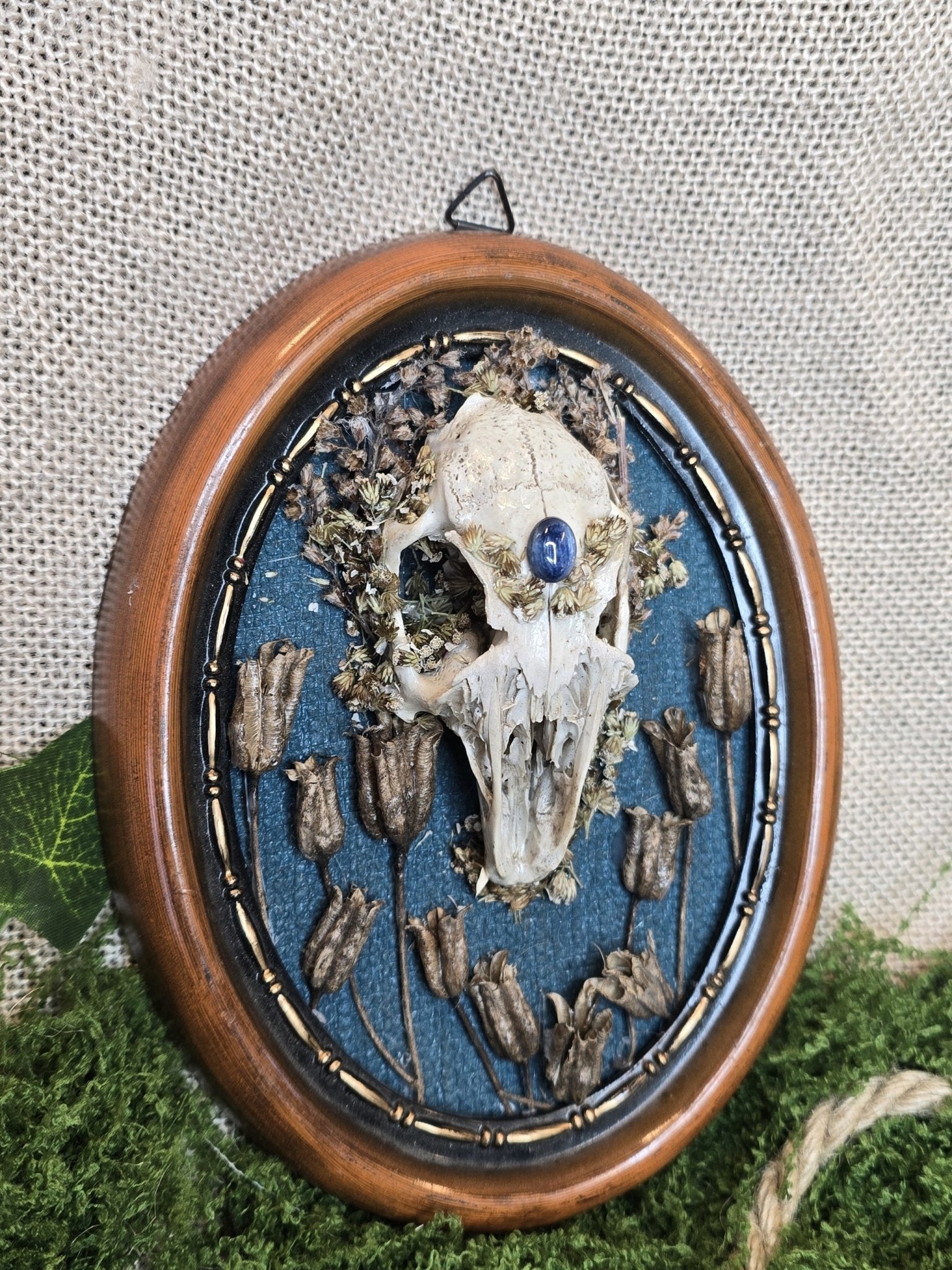 Upea taulu, rusakon kallo, sininen kyaniitti, kuivattuja kasveja, sininen tausta