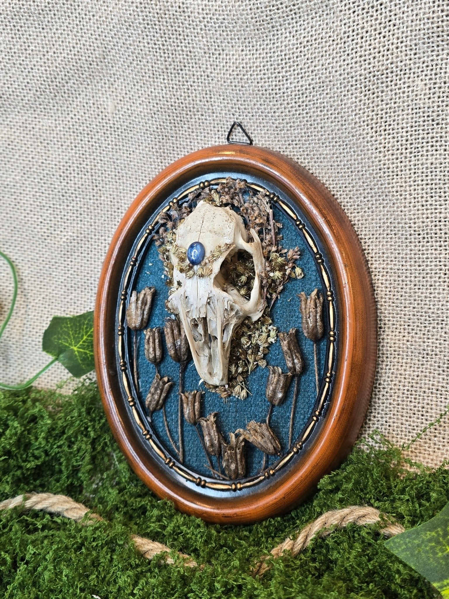 Upea taulu, rusakon kallo, sininen kyaniitti, kuivattuja kasveja, sininen tausta