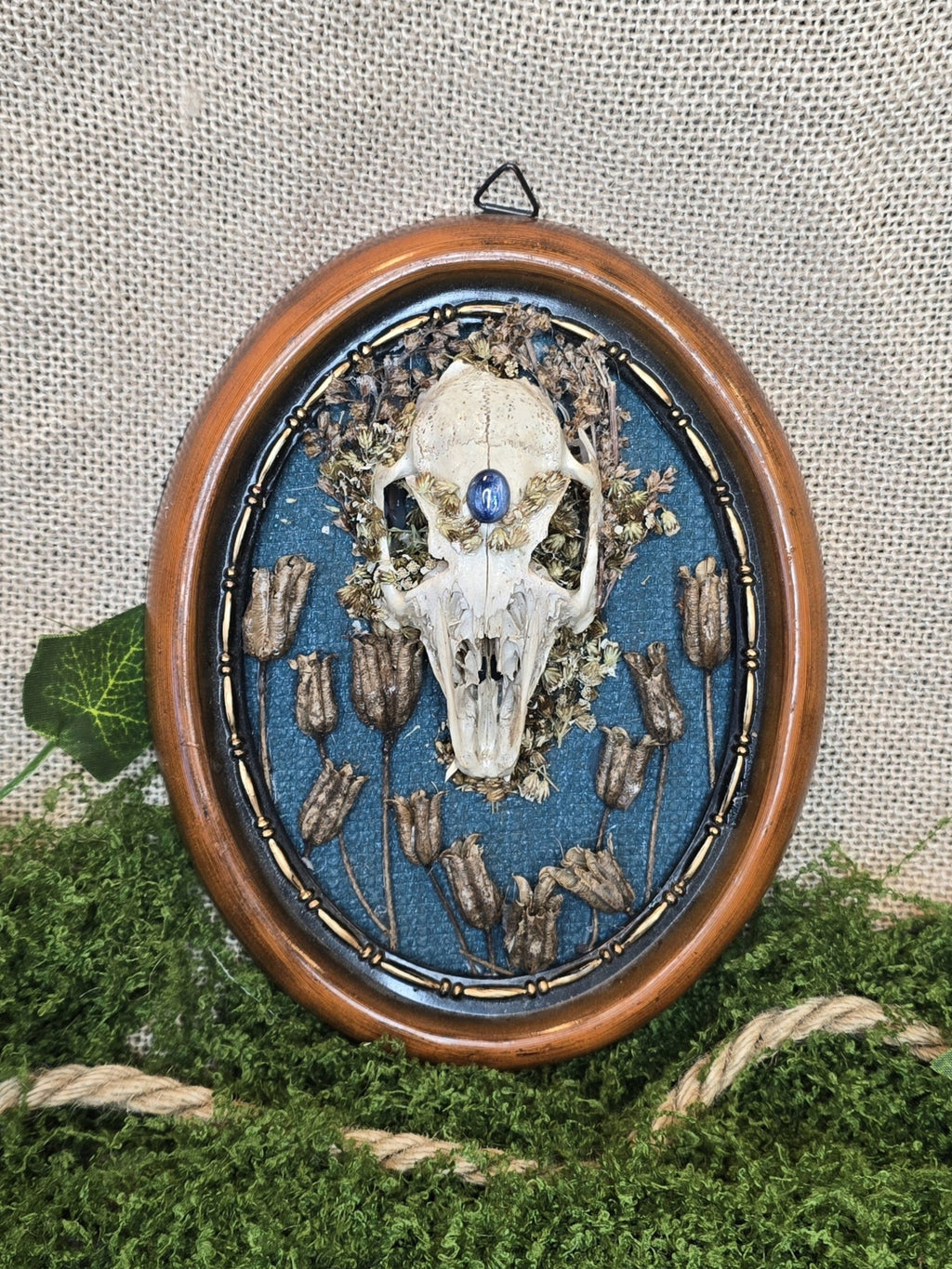 Upea taulu, rusakon kallo, sininen kyaniitti, kuivattuja kasveja, sininen tausta