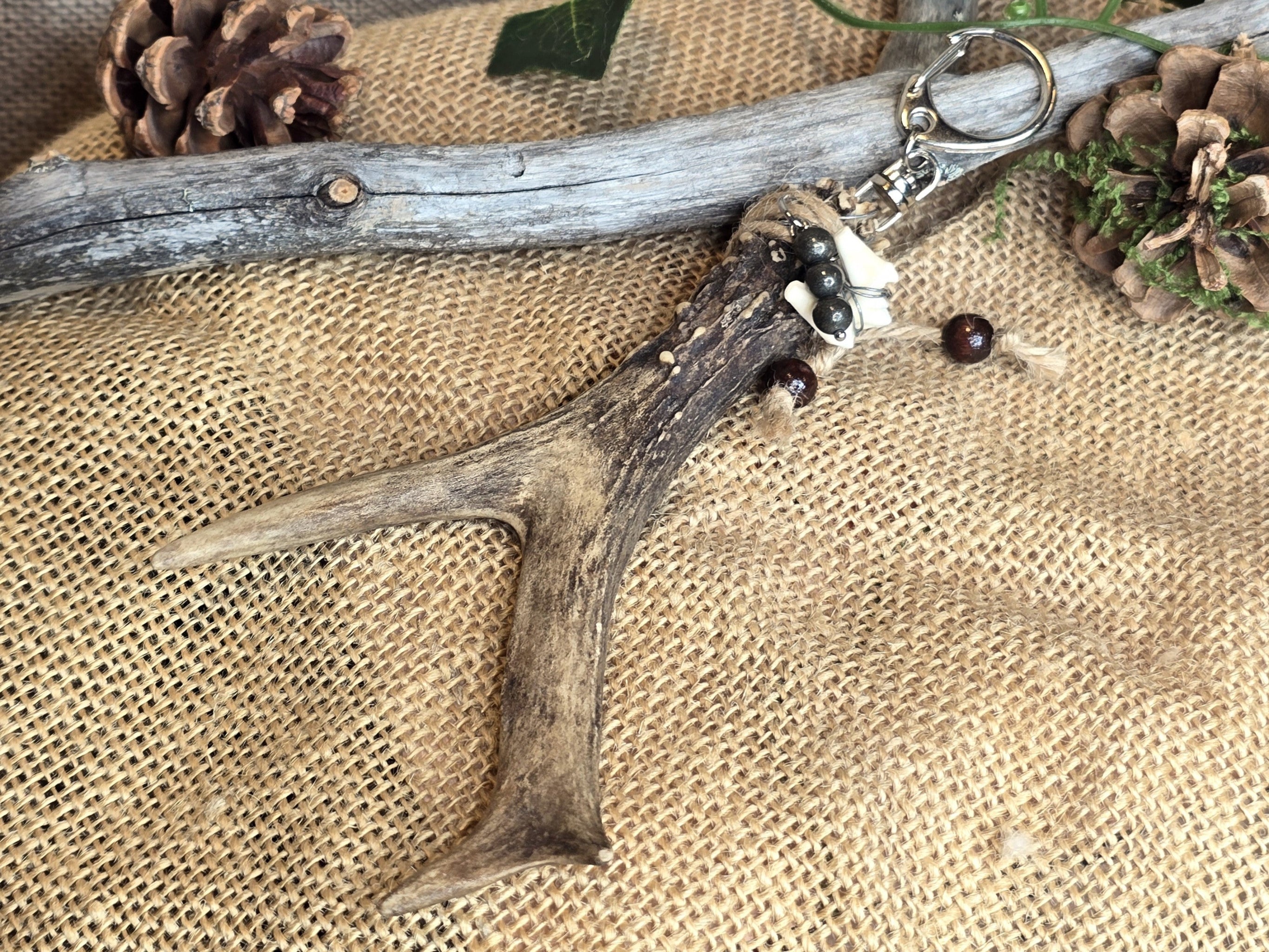 Kauriin sarvi laukkukoru, jossa myös naakannikamaluu. 