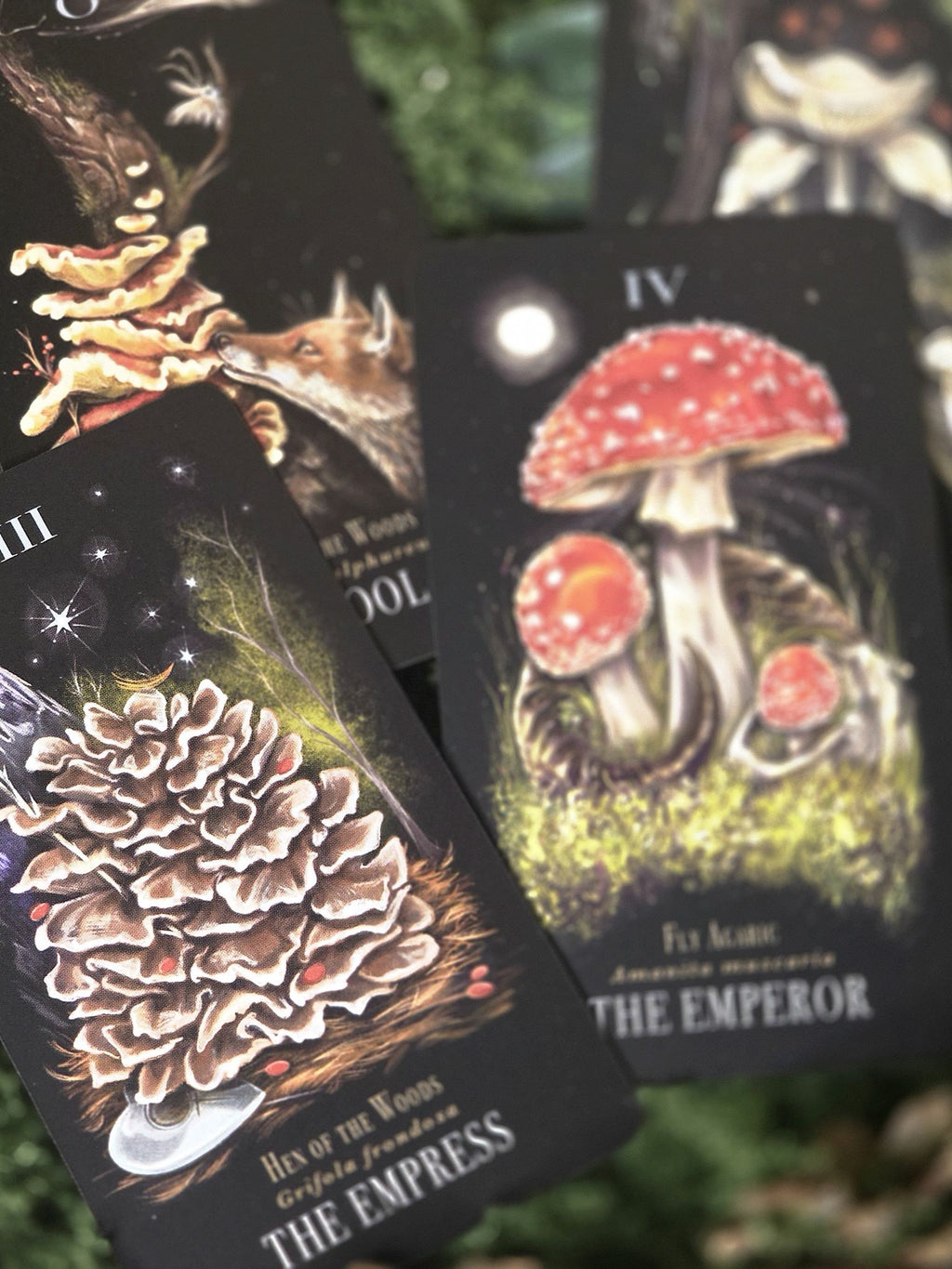 Midnight magic tarot deck of mushrooms. 