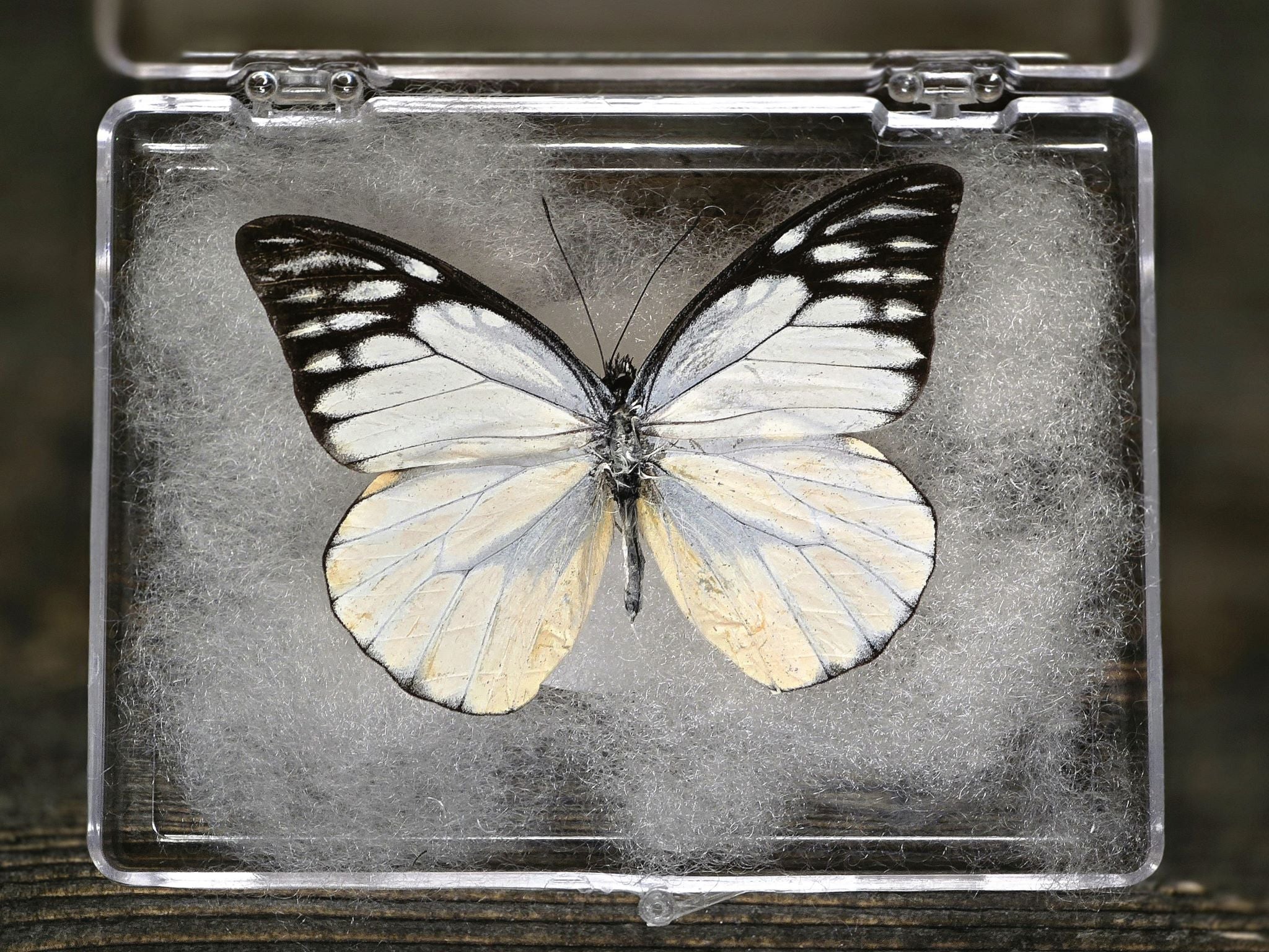 Perhonen nro. 3