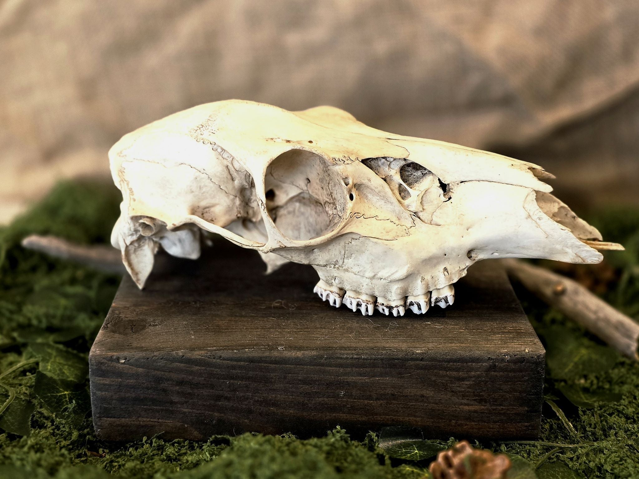 Peuran aito käsitelty kallo. Kalloon on jätetty tarkoituksella rouhea, eläväinen pinta, joka korostaa sen luonnetta.